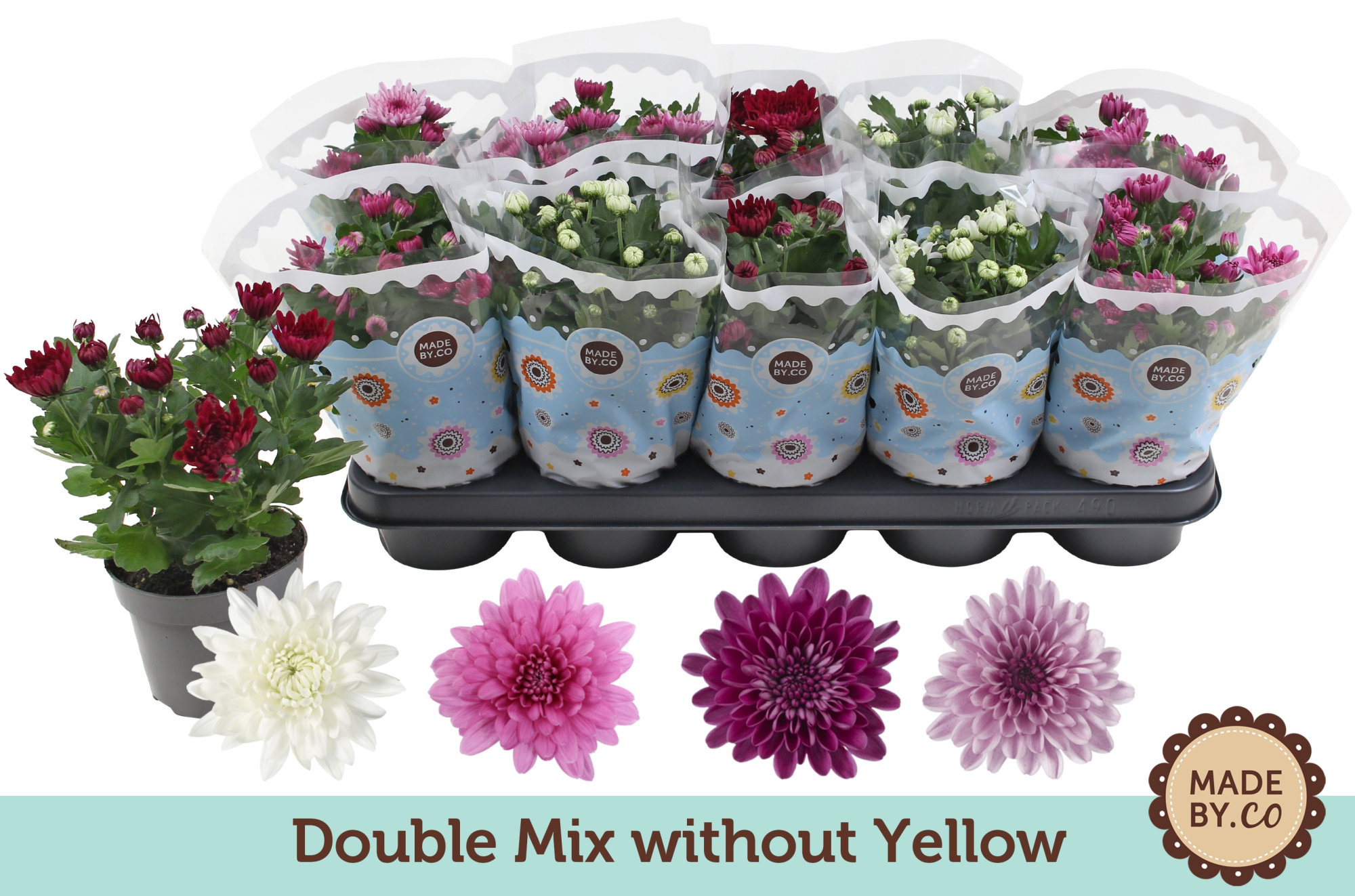 Chrysant Double mix without yellow, D 12