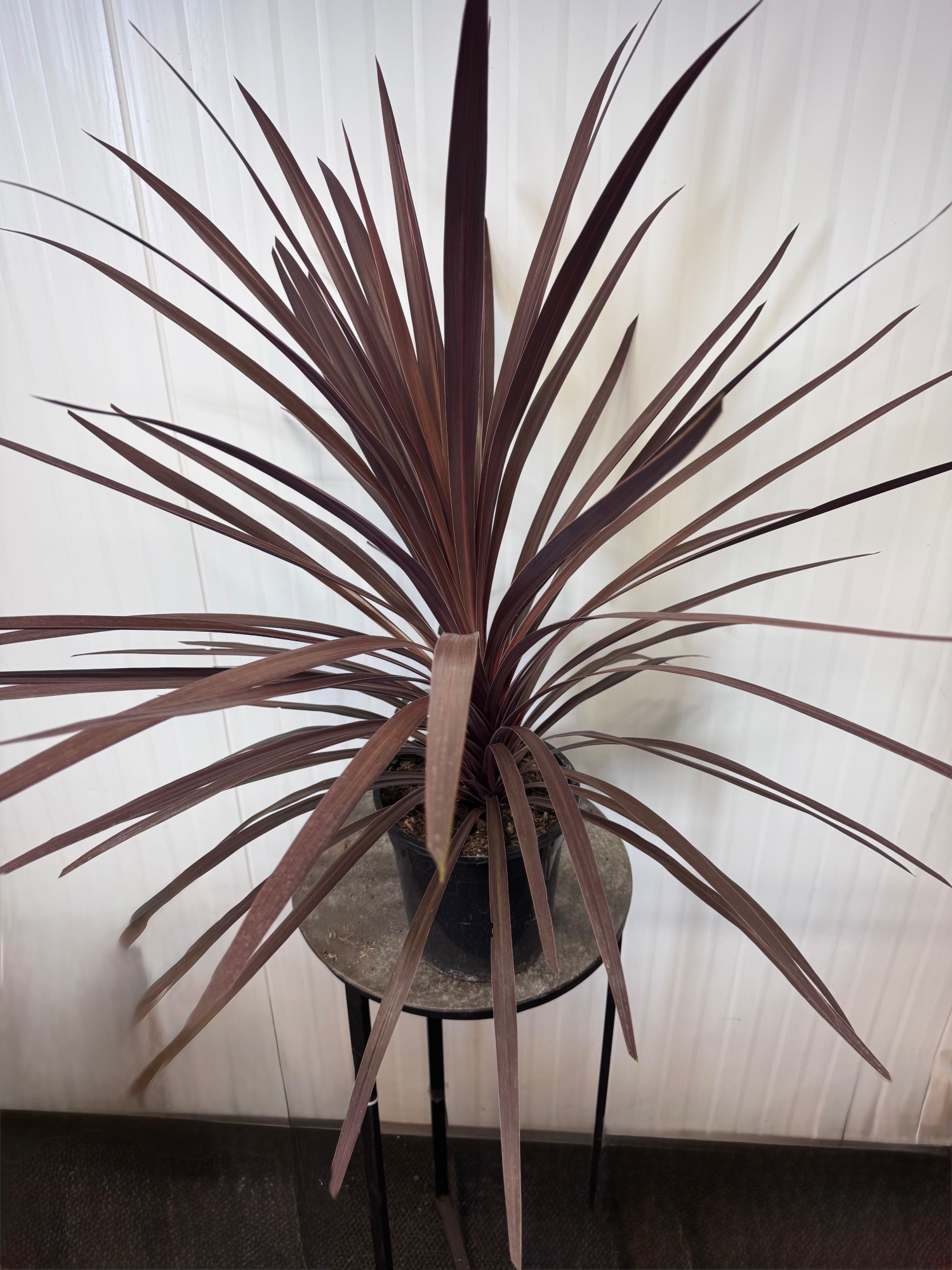 Cordyline "Red Star", D 24