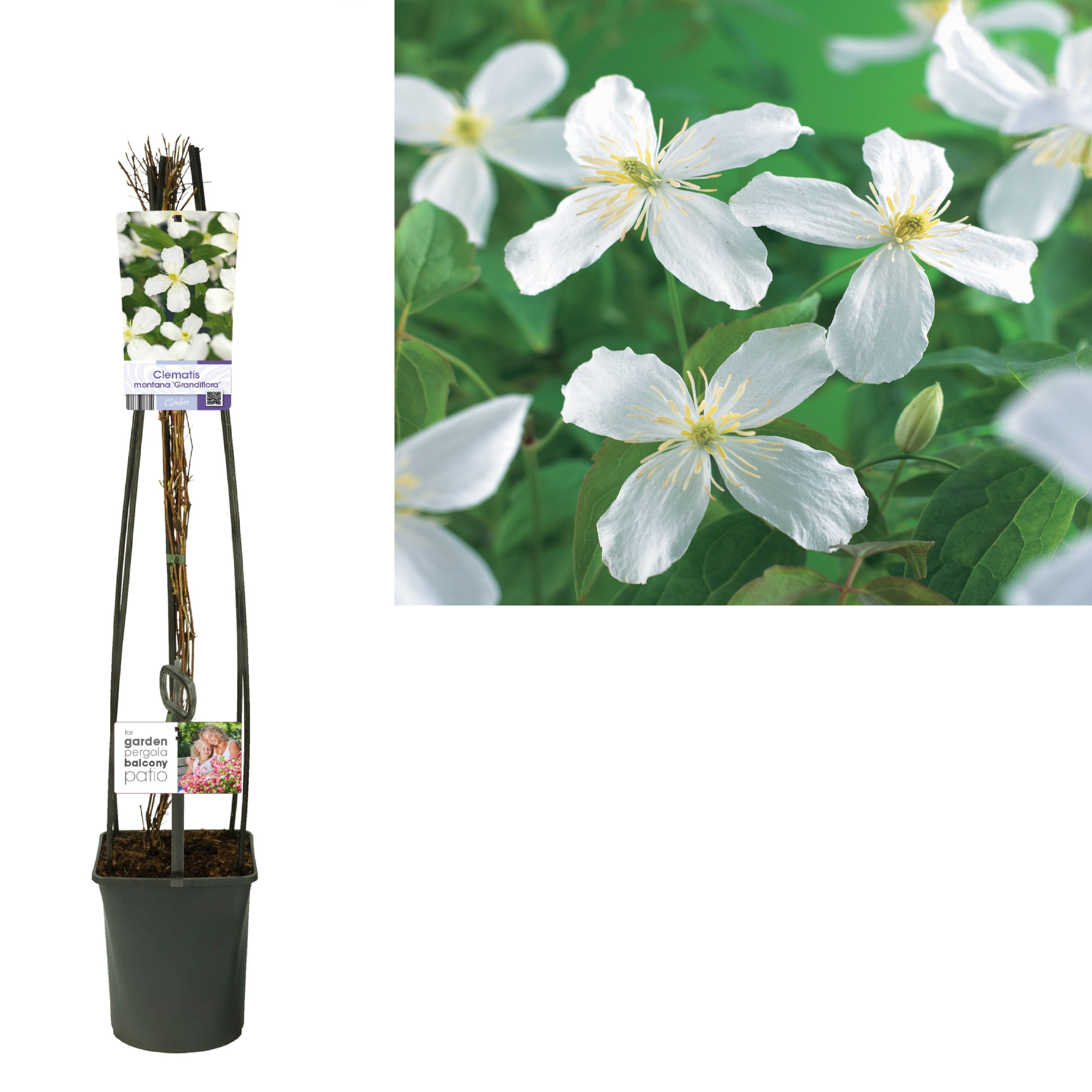 Clematis montana 'Grandiflora' +light label, D 23