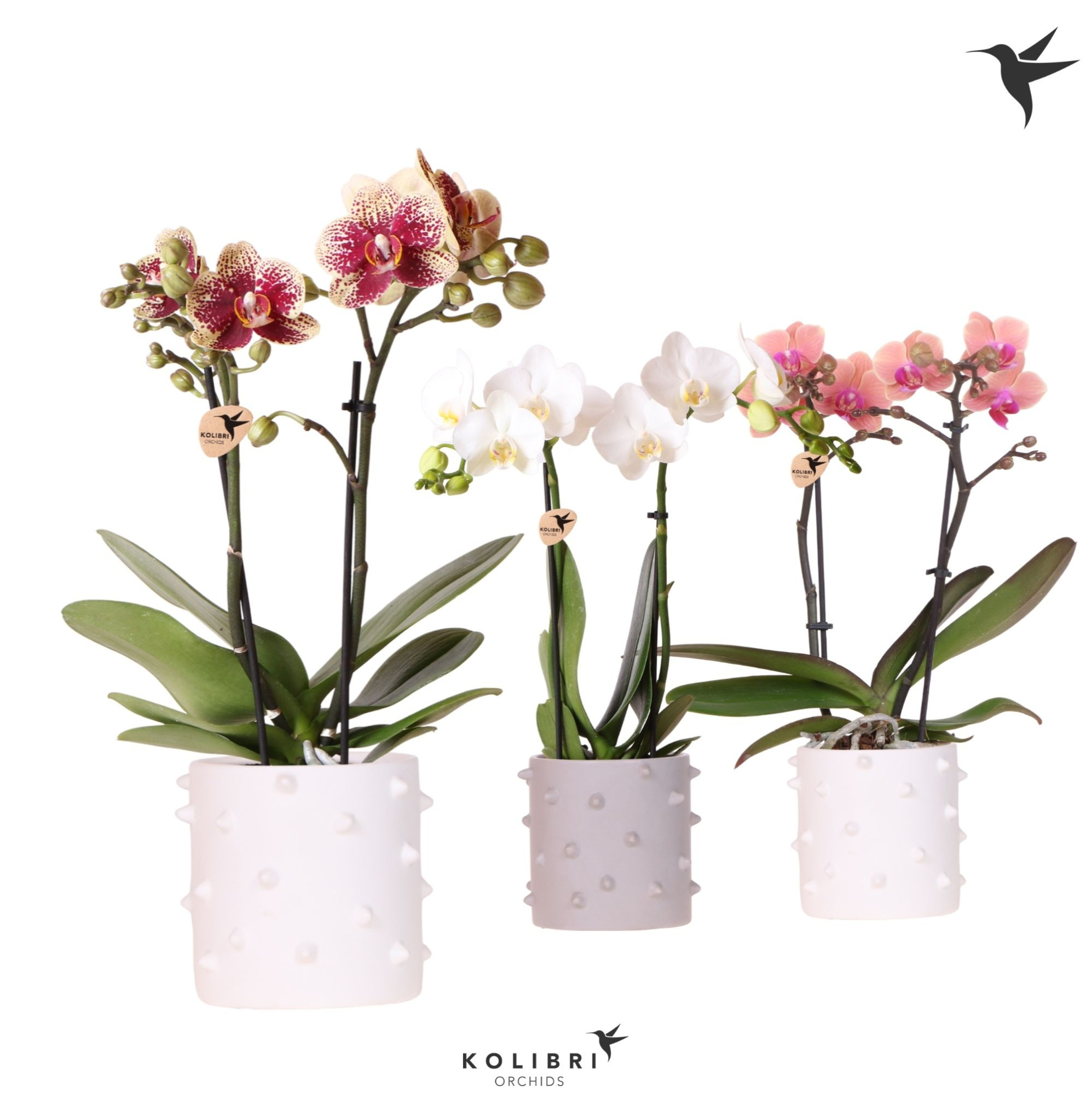Kolibri Orchids Phalaenopsis mix 2 spike in Spike pot mix, D 9