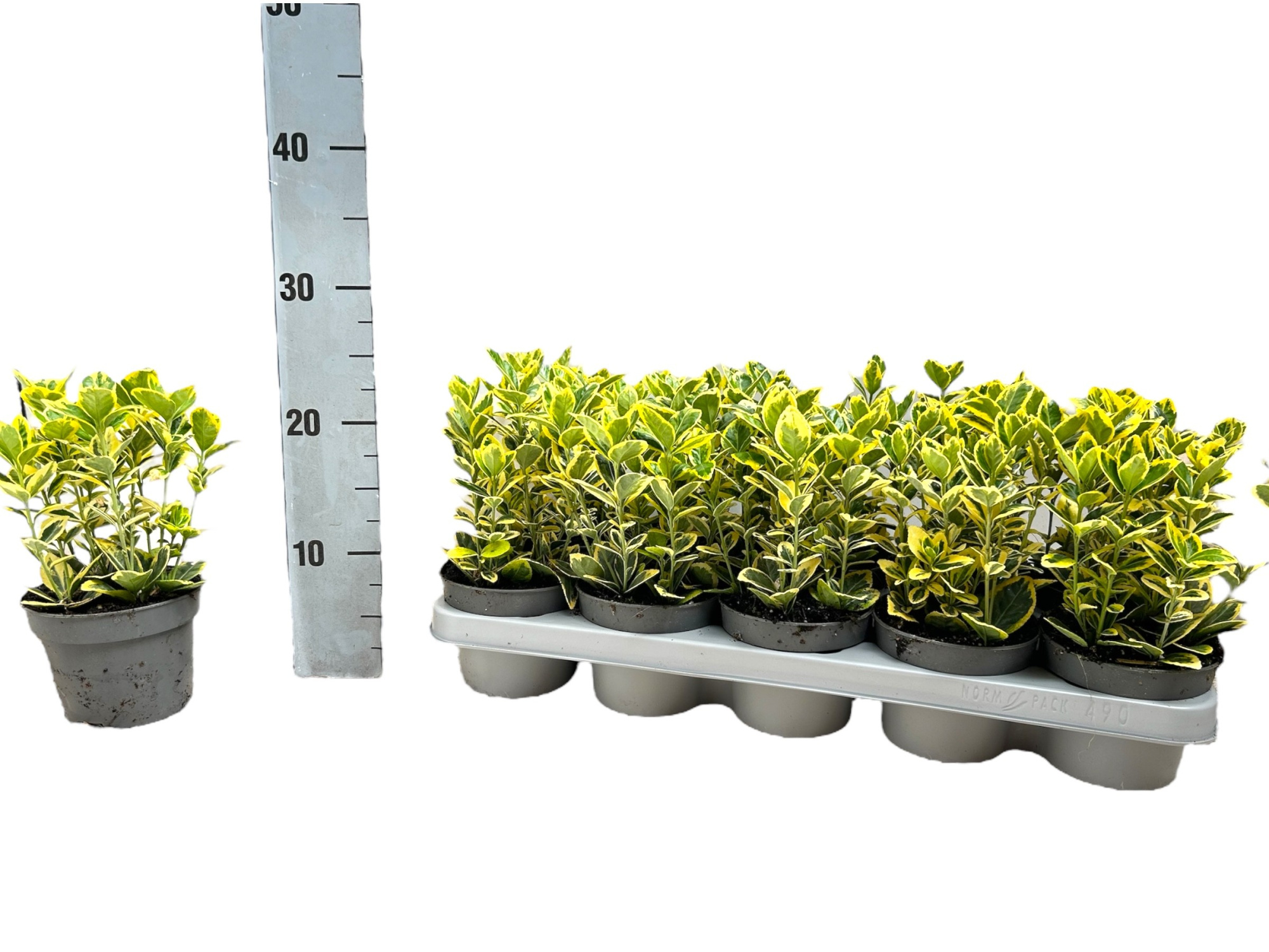 Euonymus japonicus 'Marieke' P12, D 12