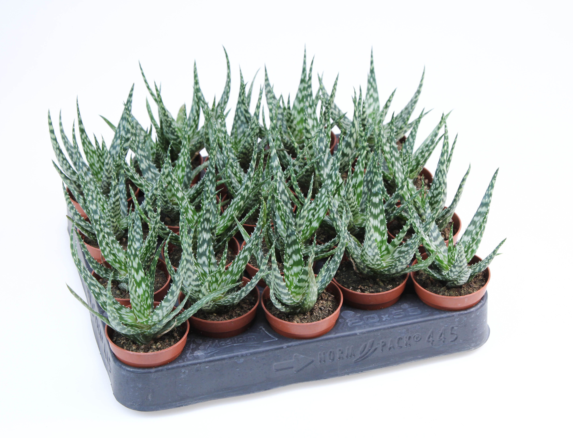Gasteraloe Mingo, D 5,5