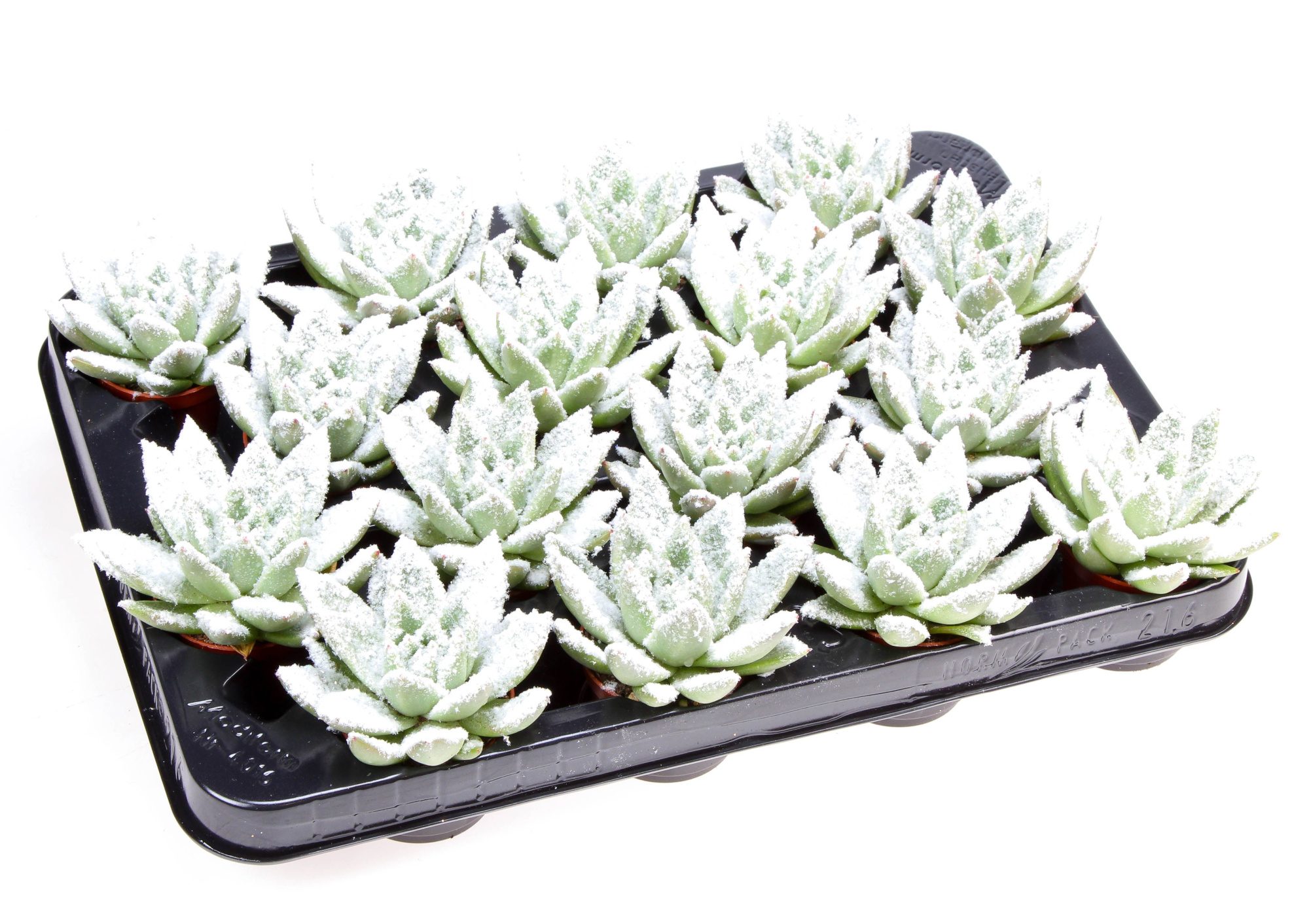 Miranda + bio snow, D 6