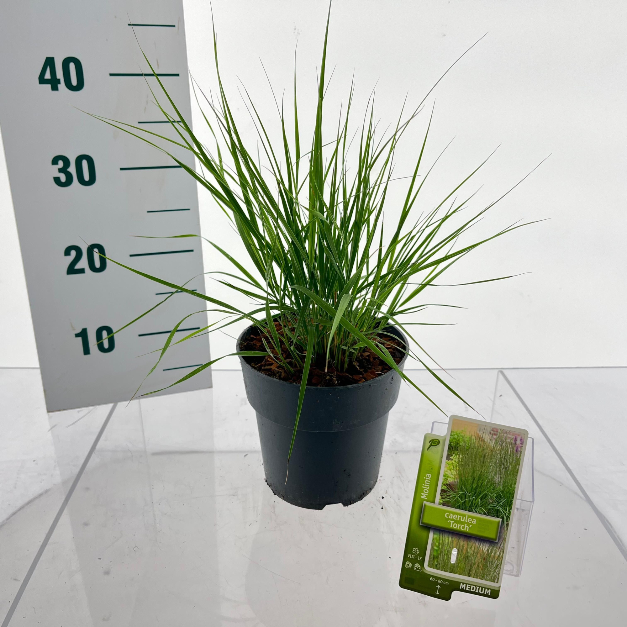 Molinia caerulea 'Torch', D 17