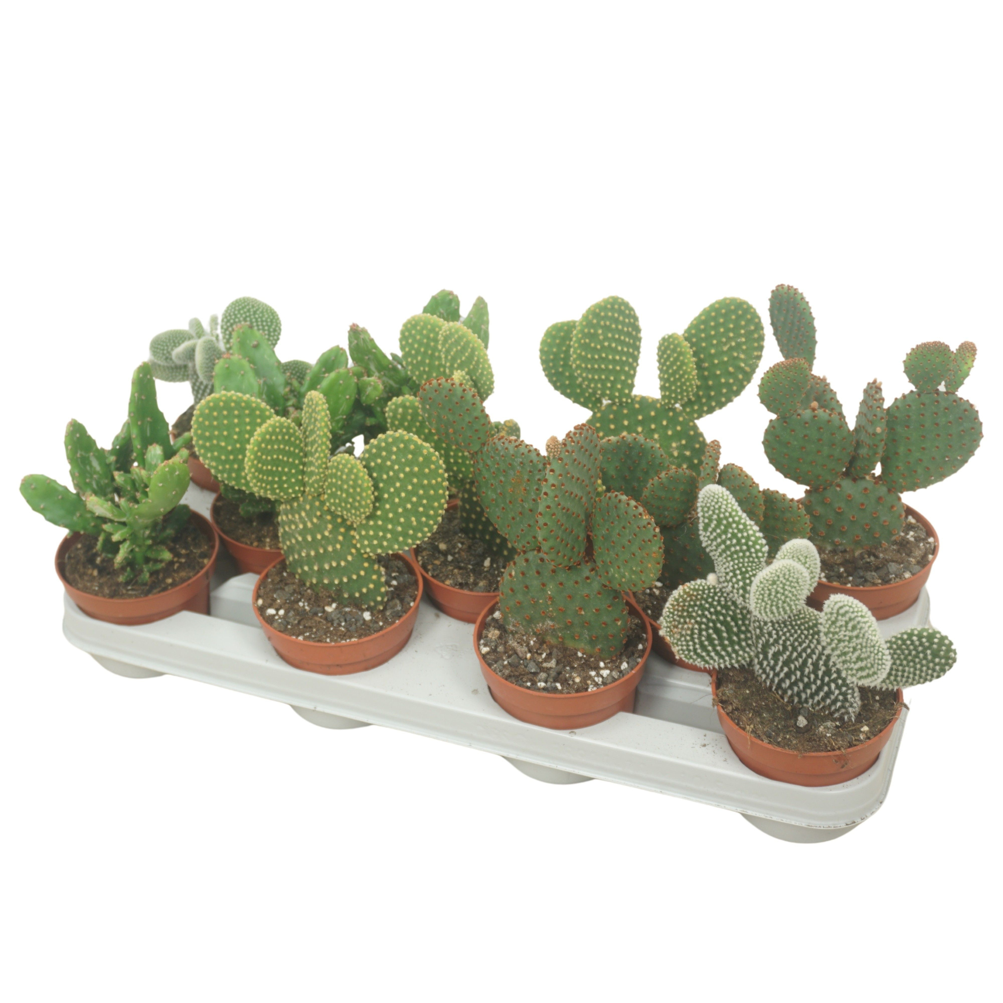 CITES FREE - Opuntia mix 10,5 cm, D 10,5
