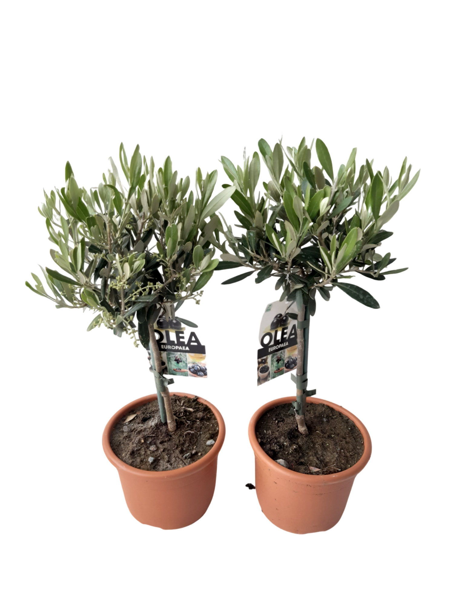 Olea europaea 16cm Stam 45m, D 16