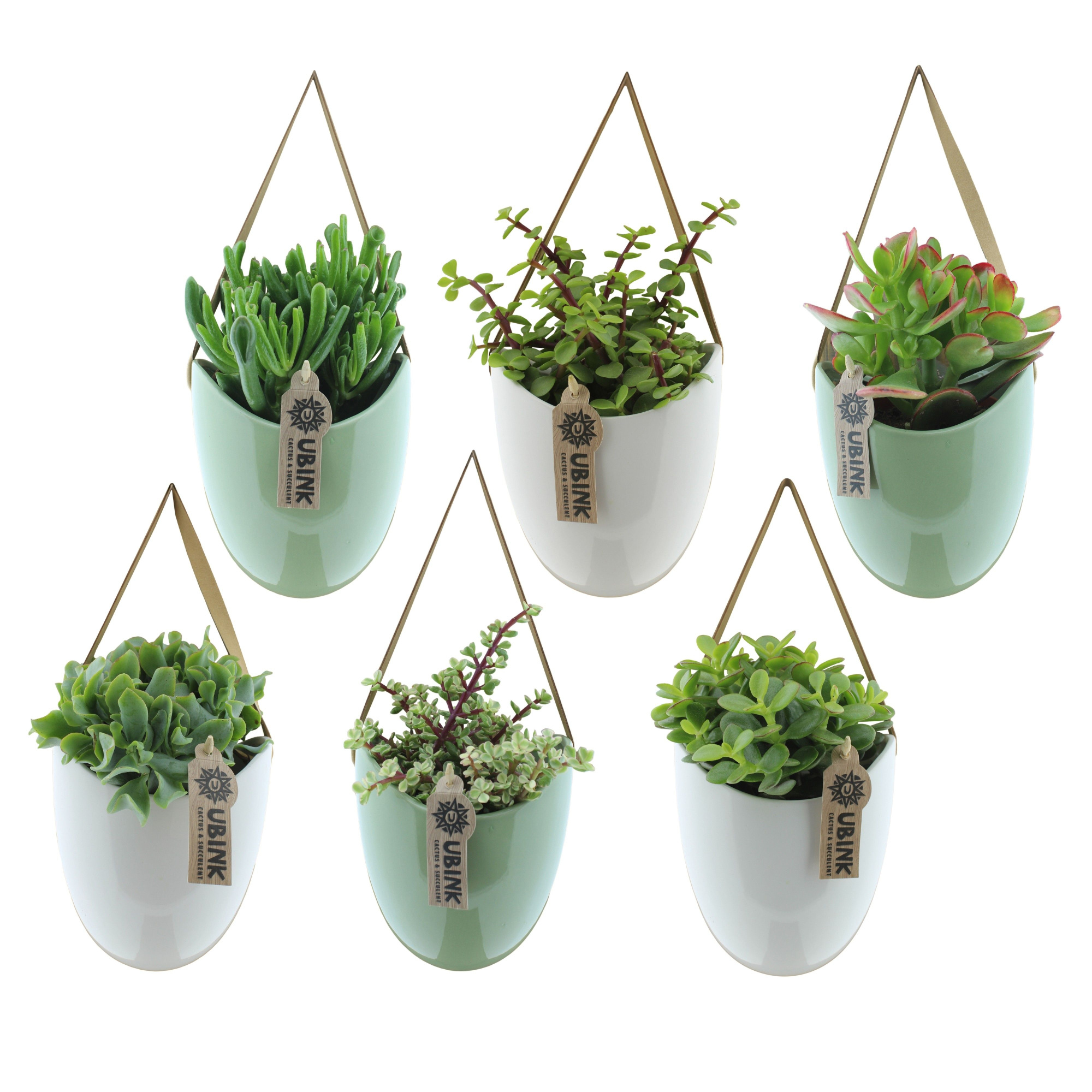 Succulent in hangpot met displaydoosje, D 12