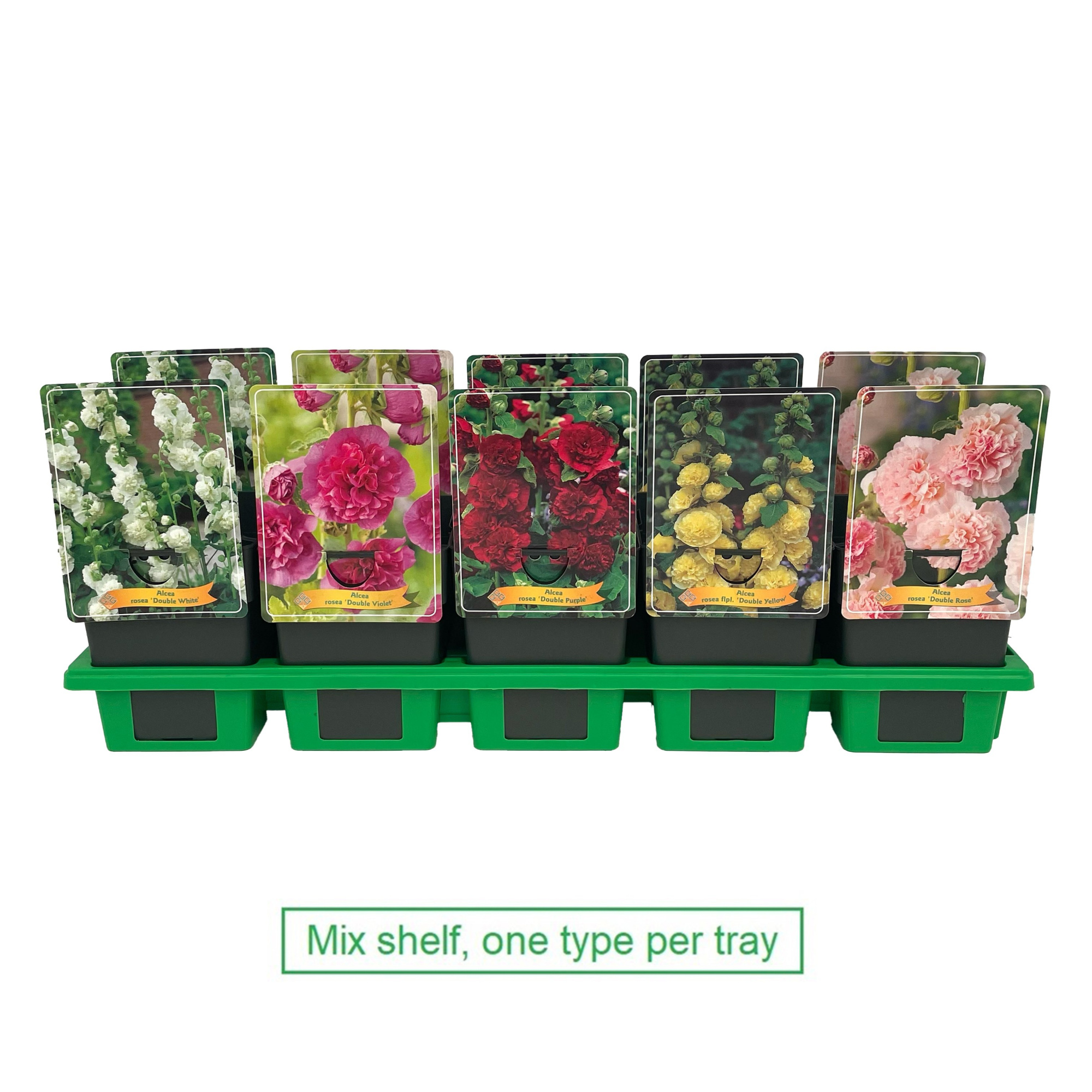 Alcea mix laag P11, D 11