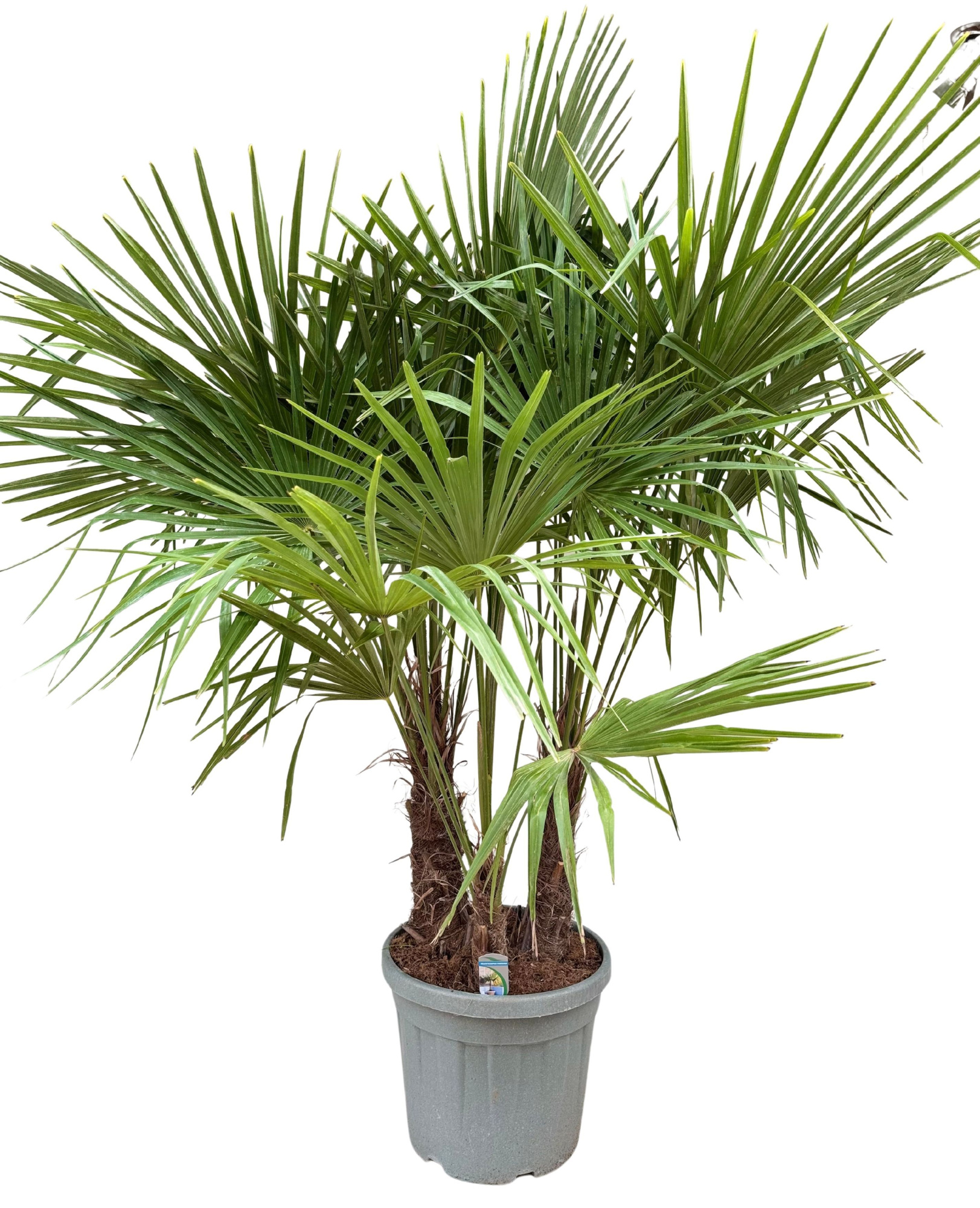 Trachycarpus fortunei P45 multistam, D 45