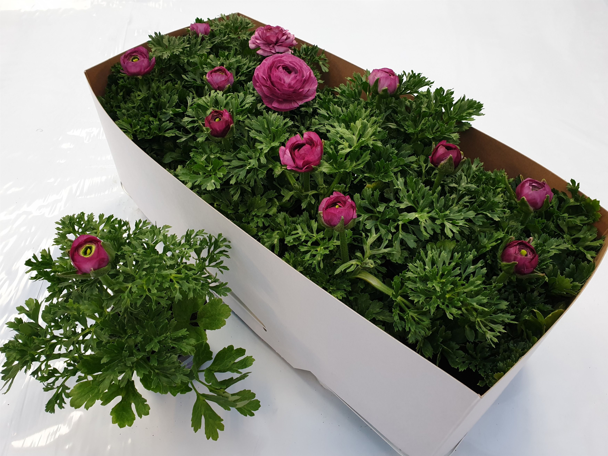 Ranonkel paars, D 10,5