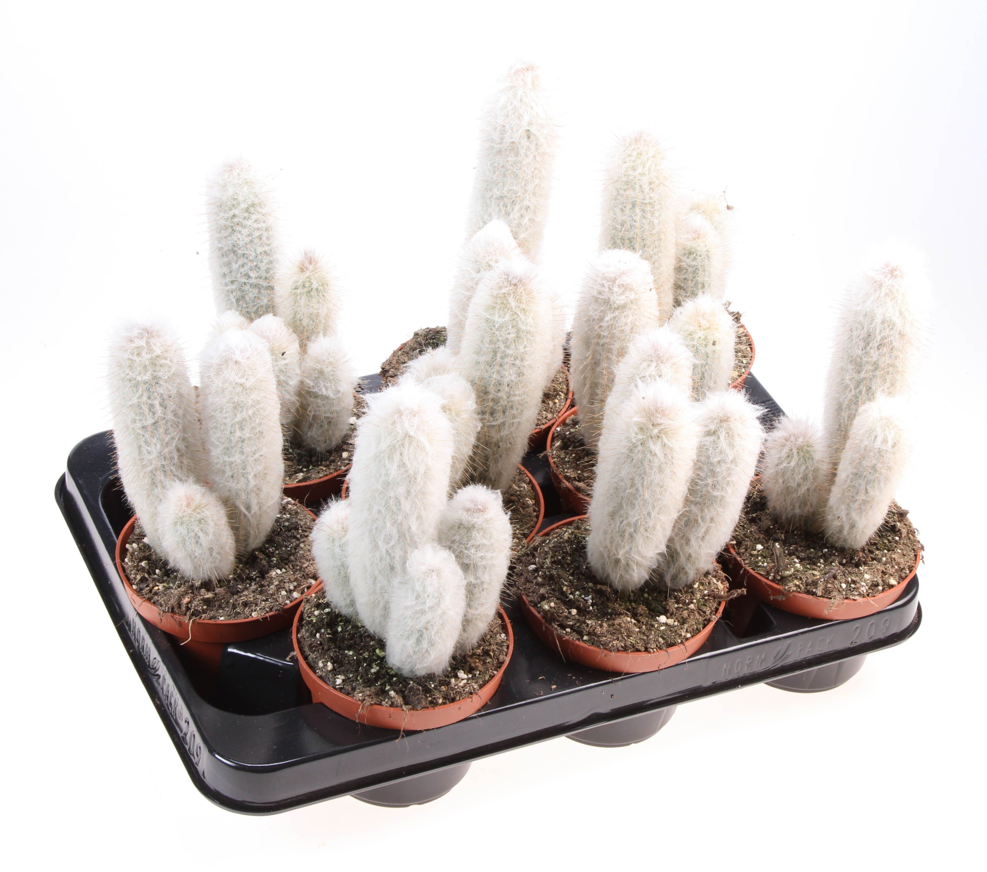Austrocephalocereus dybowskii, D 10,5