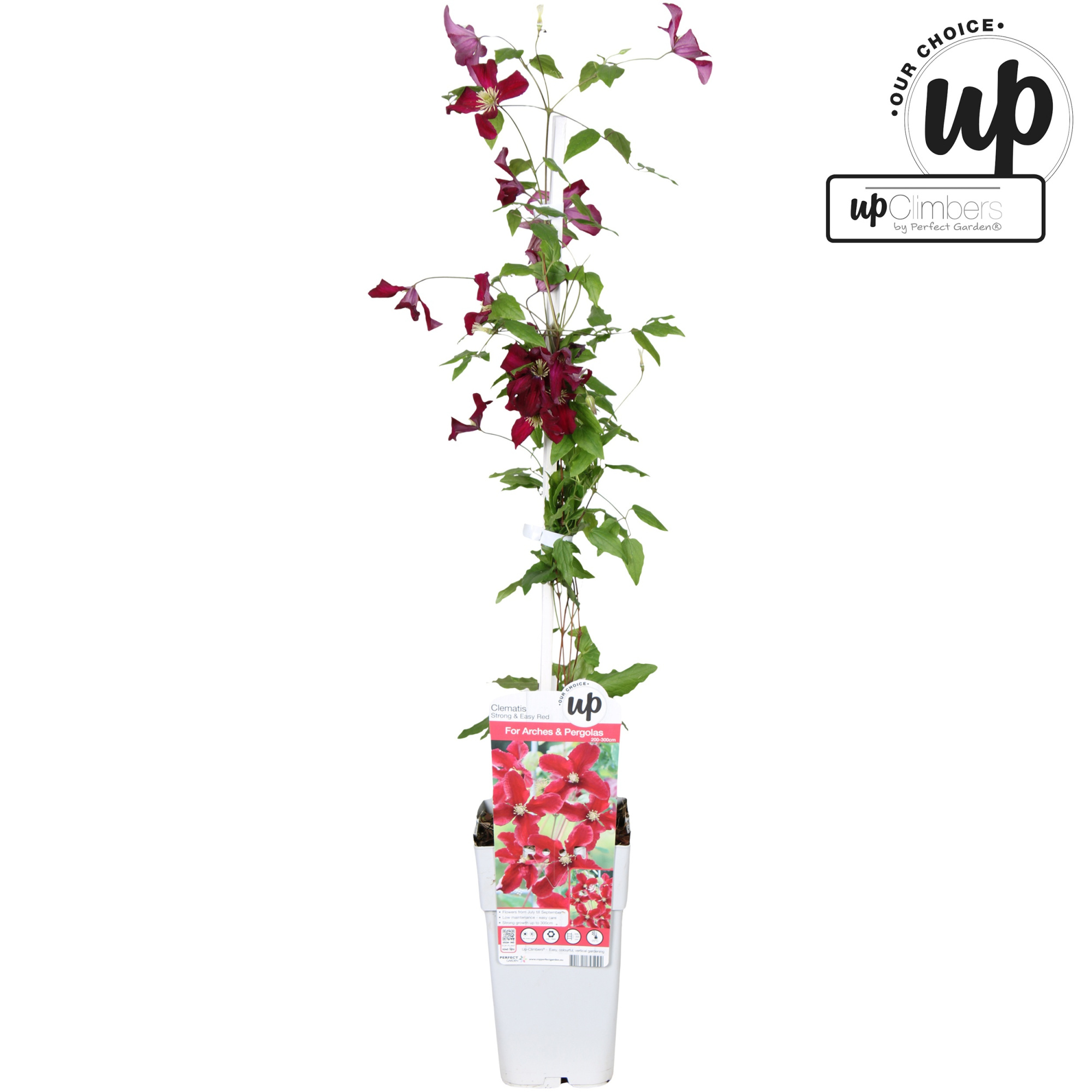 Clematis Strong and Easy Red - Vitiwester P15, D 15