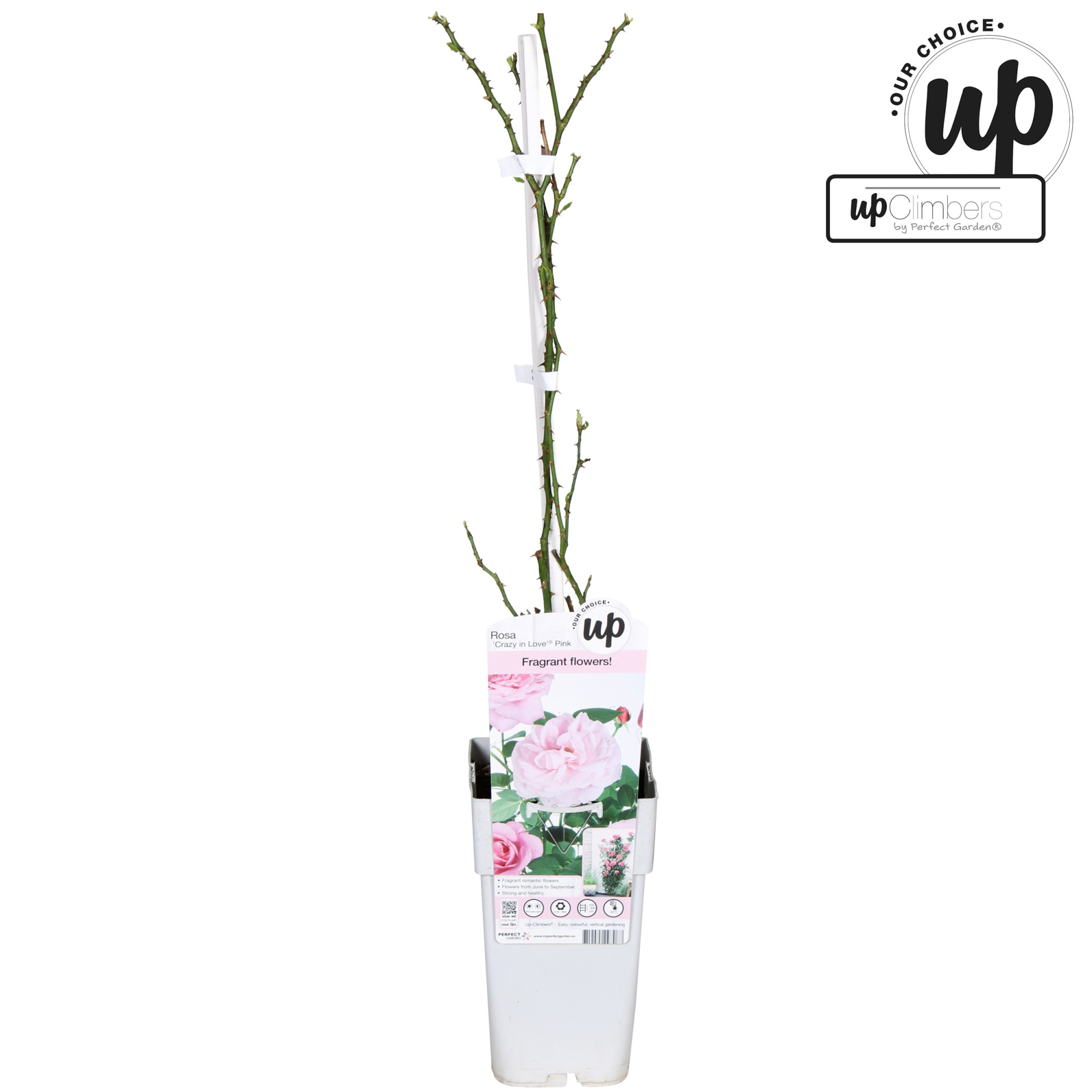 Rosa Crazy in love Pink P15, D 15