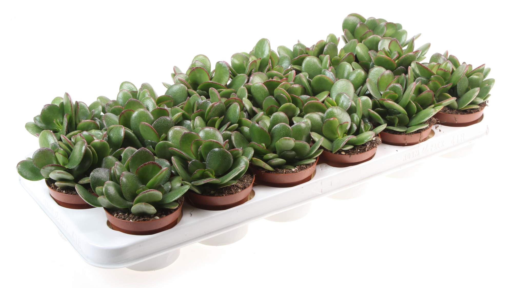 Crassula Ovata Sunset, D 8,5