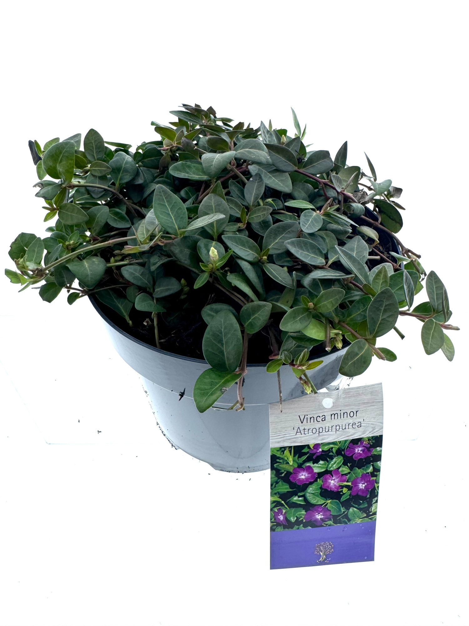 Vinca minor 'Atropurpurea', D 19