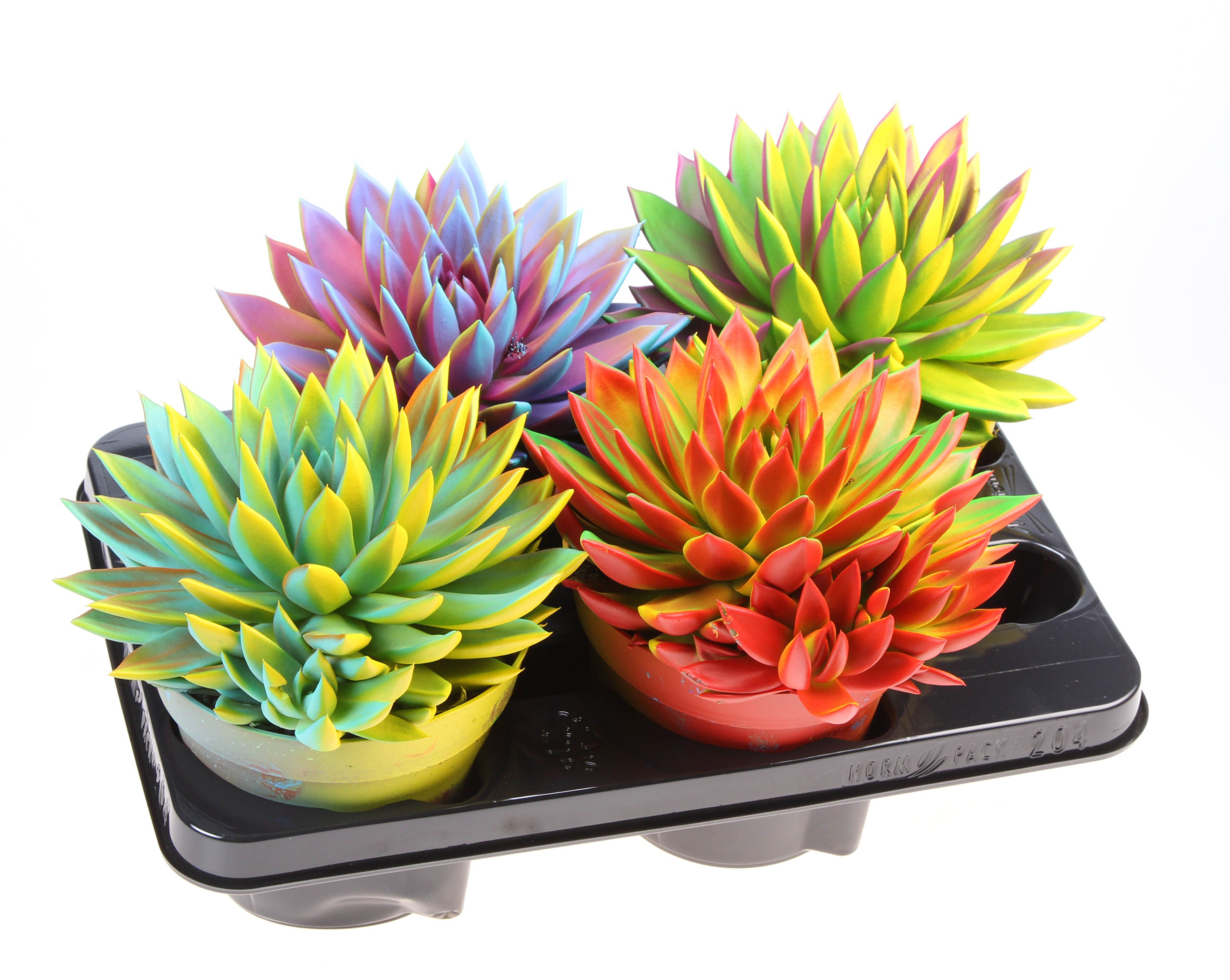 Rainbow Chameleon Summer Special, D 15