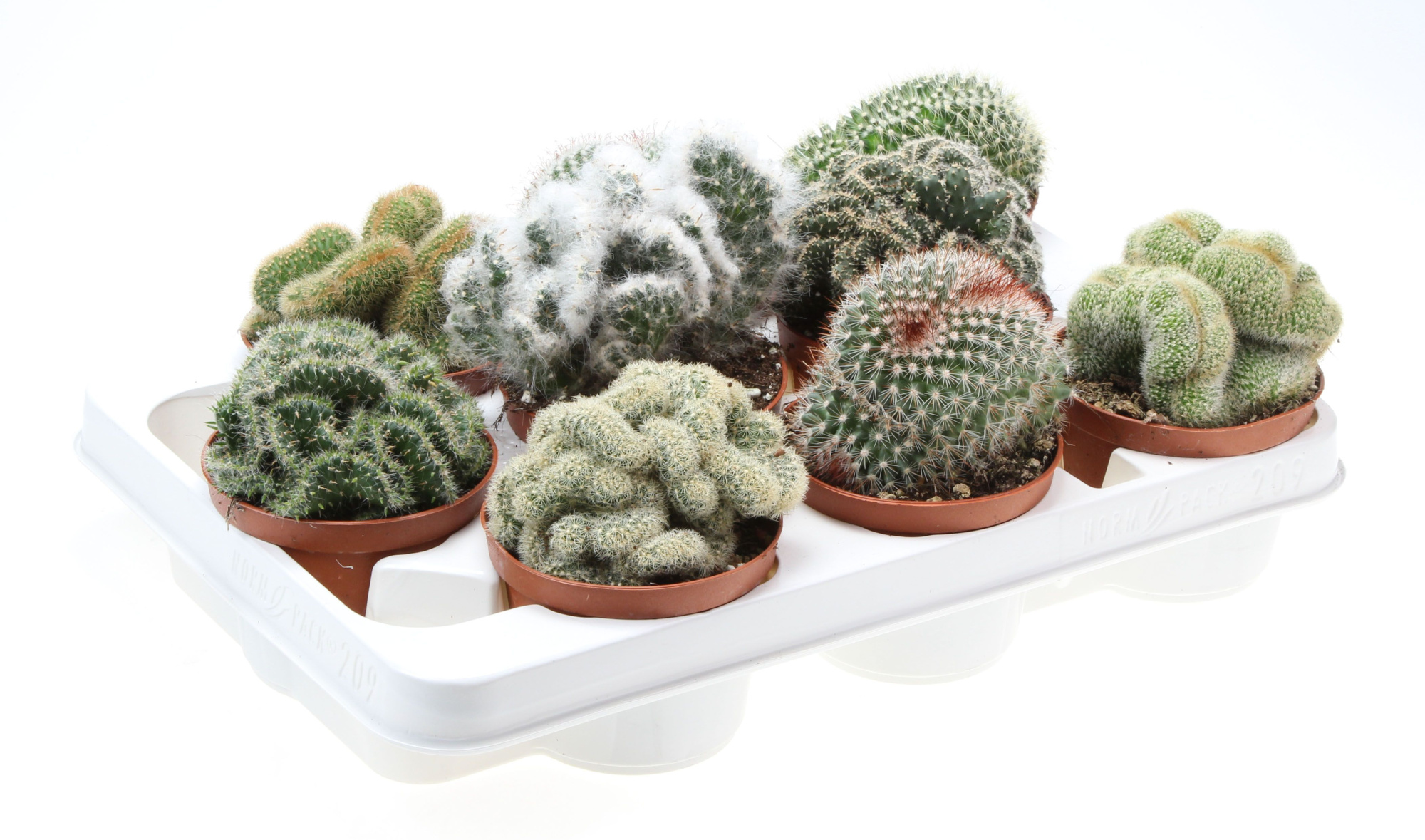 Cactus cristaat mix, D 10,5