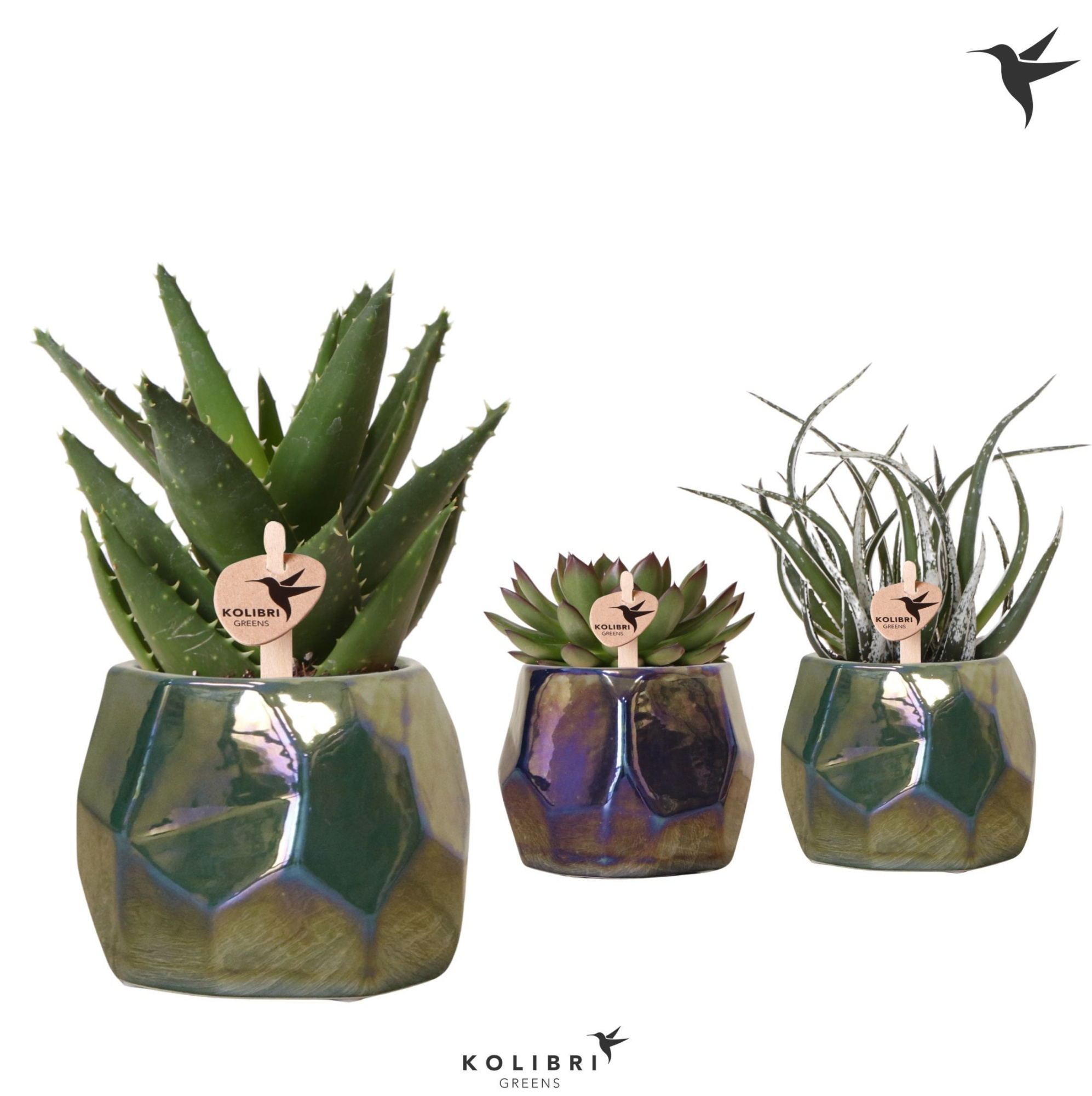 Kolibri Greens Succulenten mix in Pearl pot blue green mix, D 9