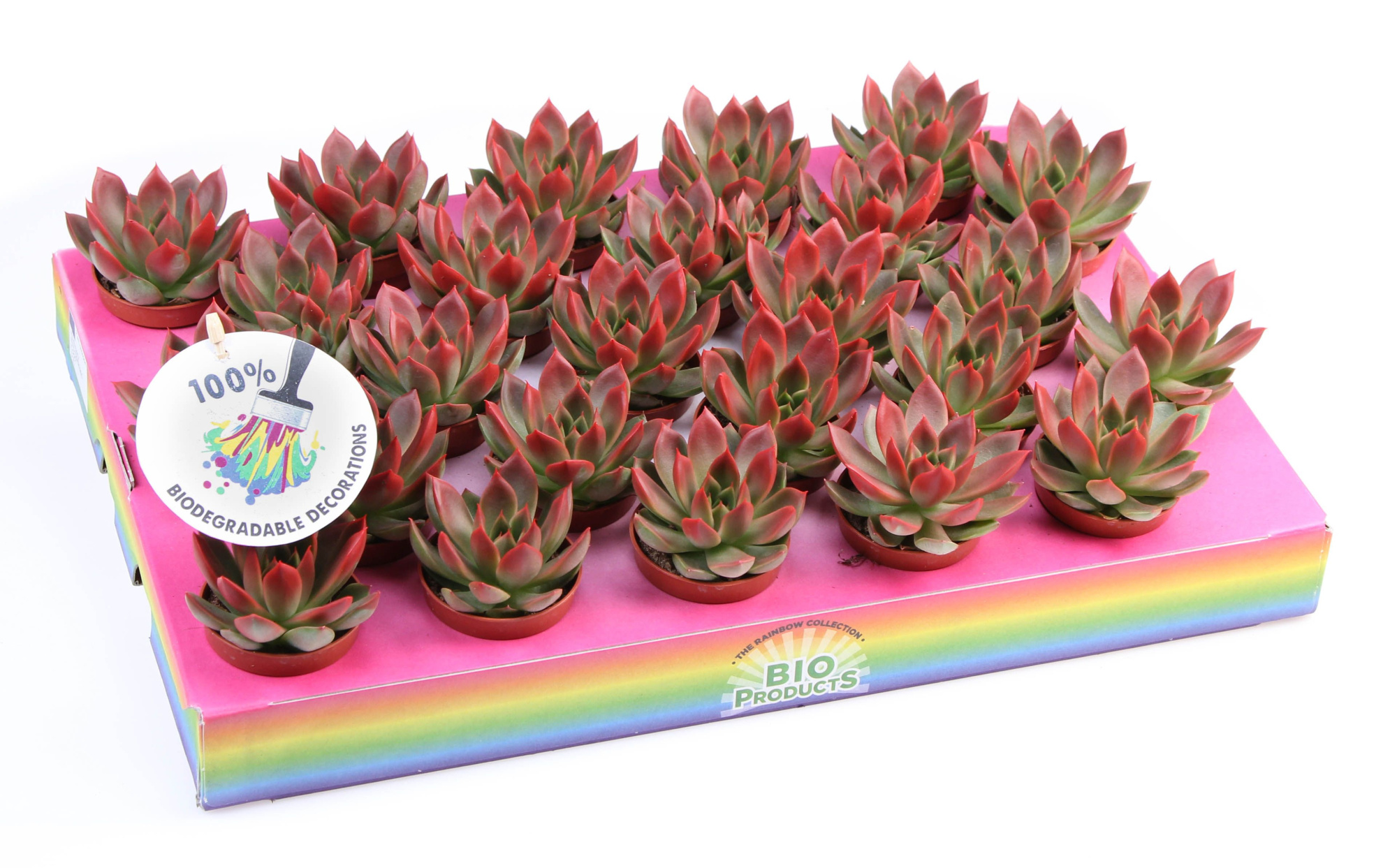 Miranda red tips, D 5,5