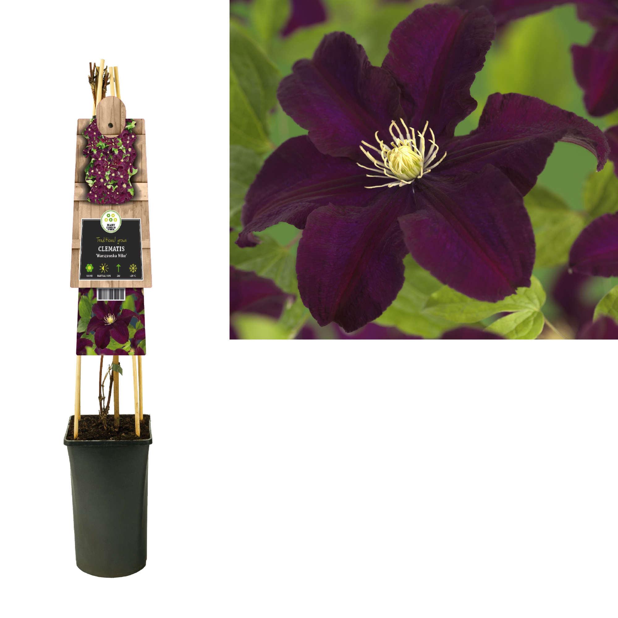 Clematis 'Warszawska Nike' +3.0 label, D 17