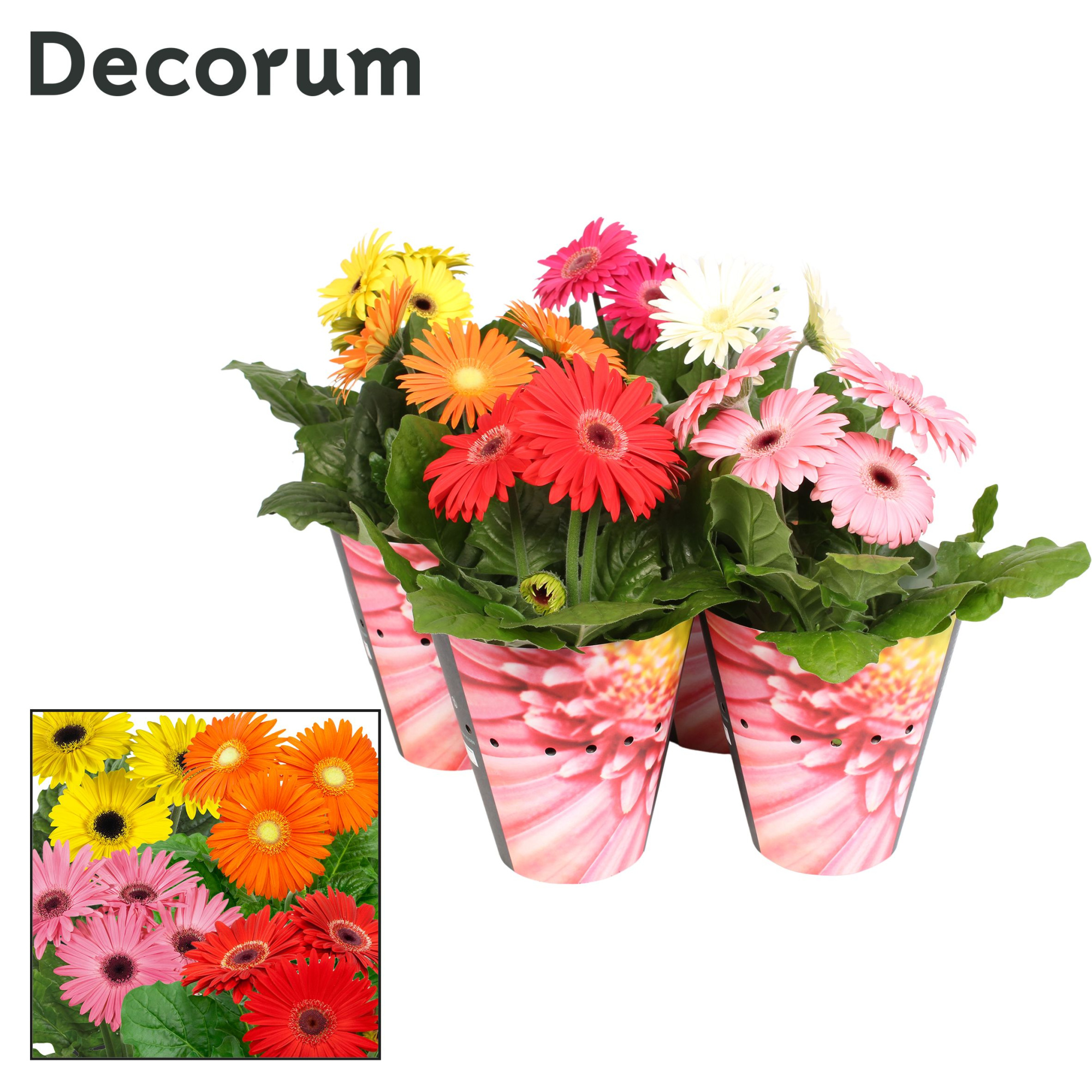 Gerbera 3+ bl. 12cm potcover Decorum, D 12