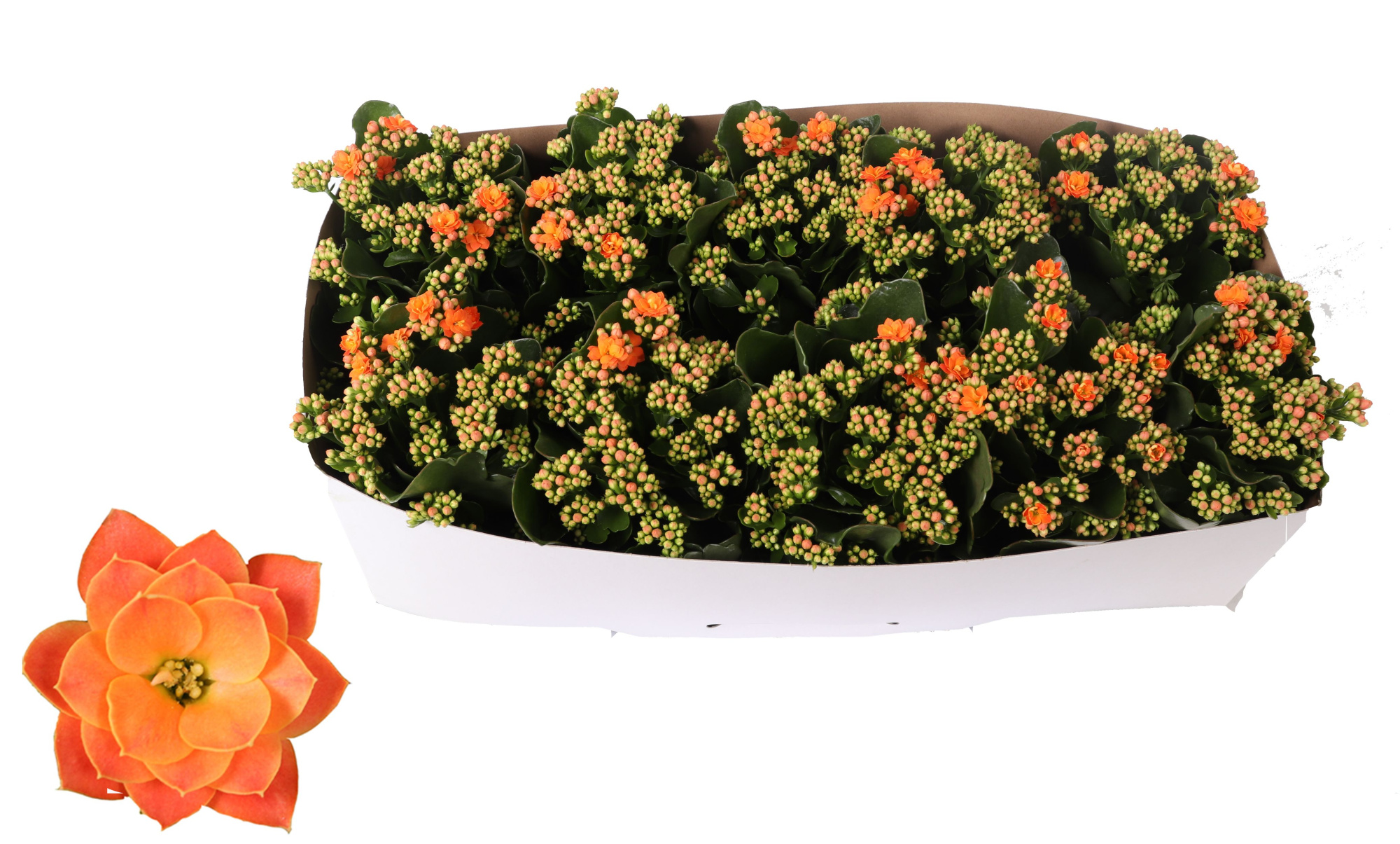 Kalanchoe Rosalina 12cm Don Pedro oranje, Traykraag, D 12