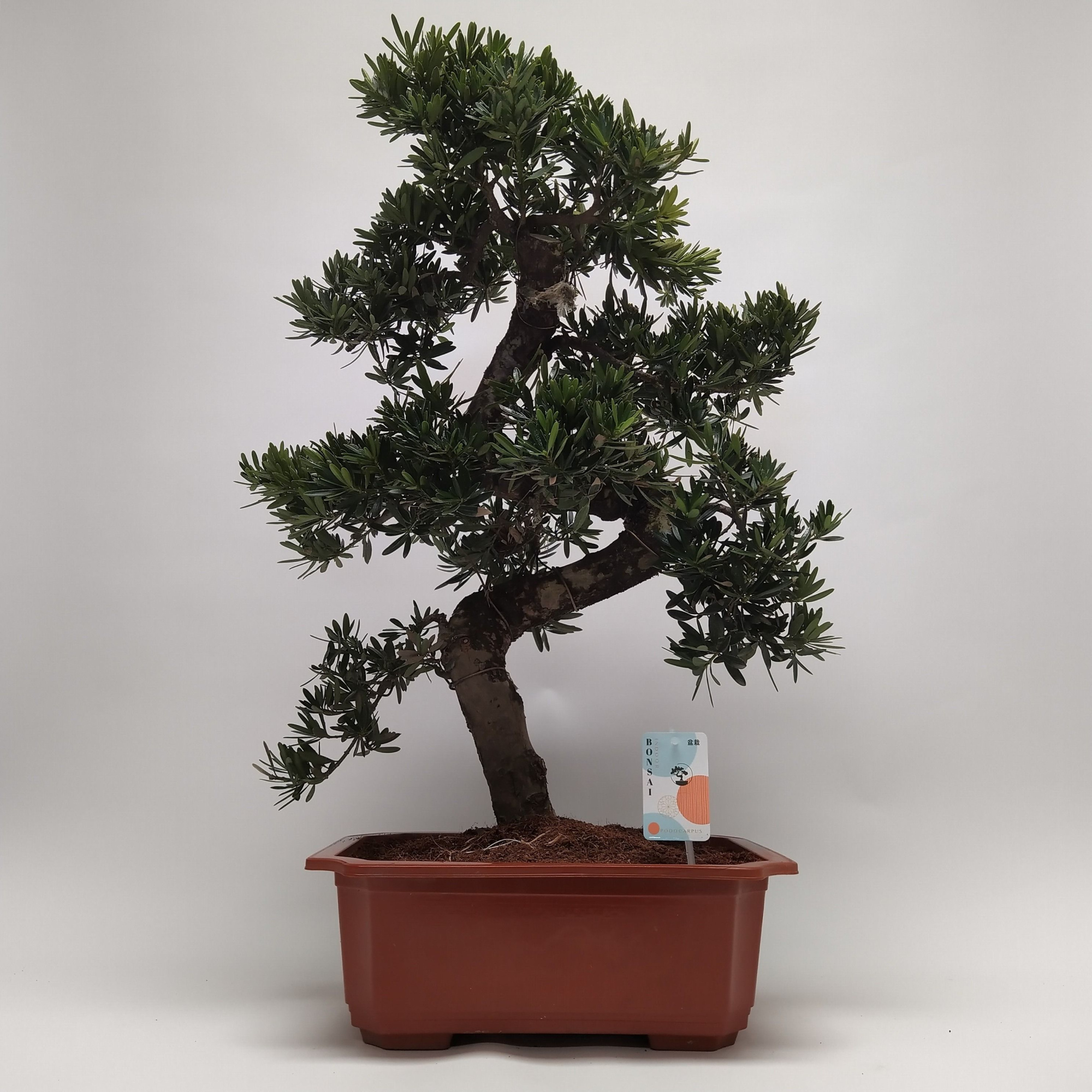 Podocarpus S-shape Bonsai 40 cm, D 40
