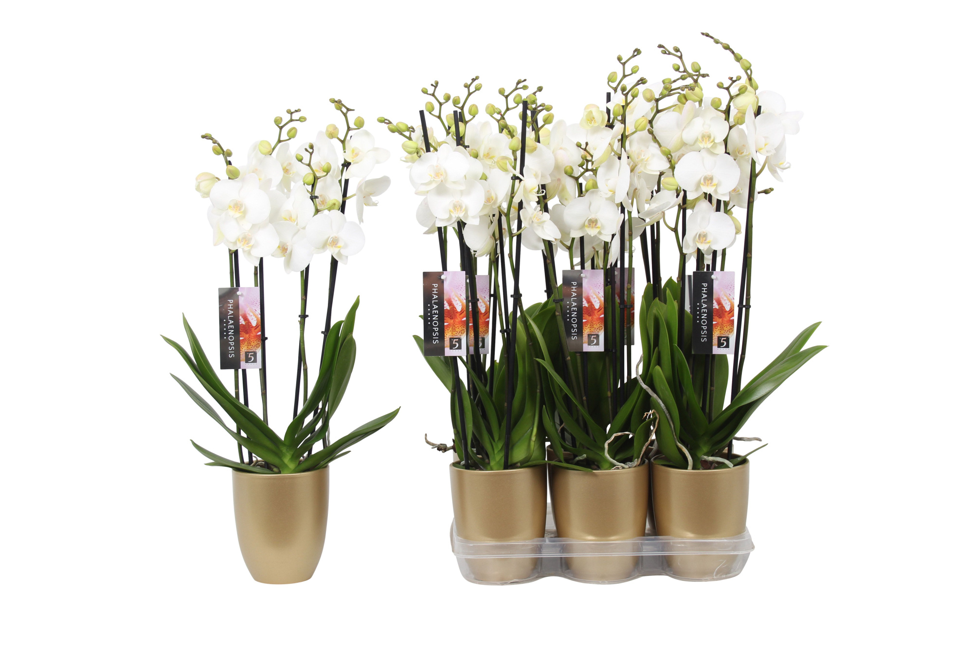 Phalaenopsis White, 4-spike Gold Ceramics, D 12