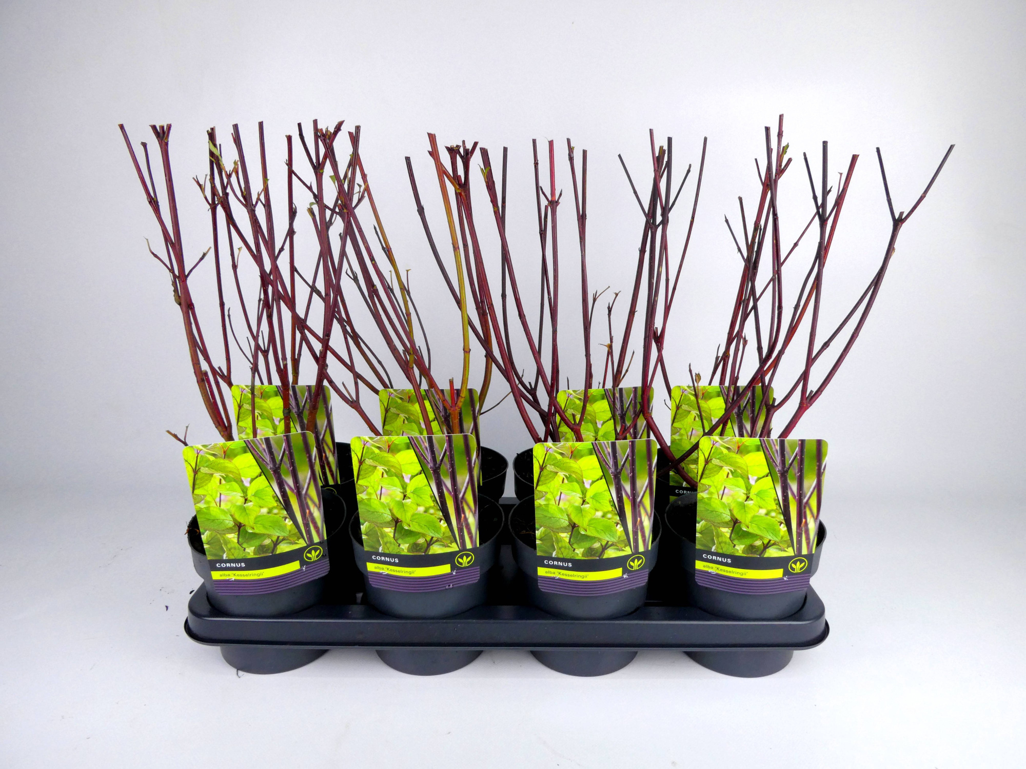 Cornus 'Kesselringii', D 14