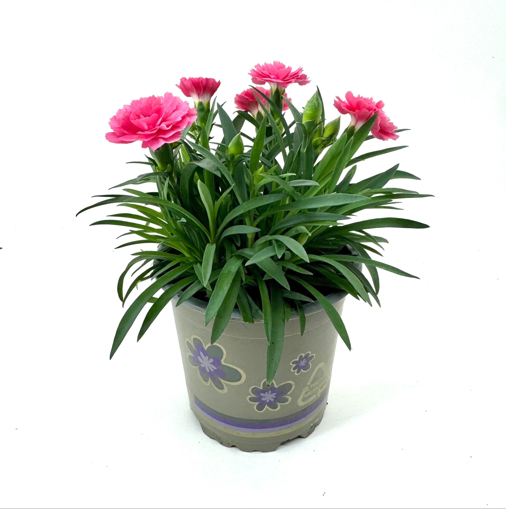 Dianthus 'I Love U', D 11