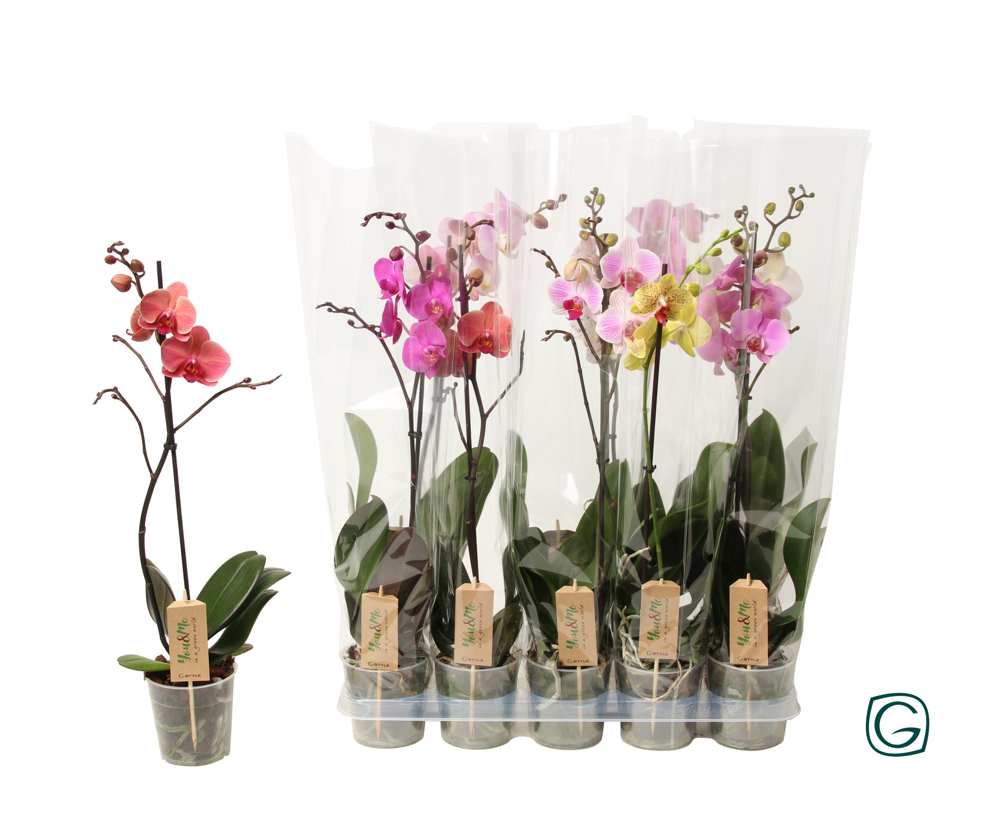 Phal. 1 tk mix 9+, D 12