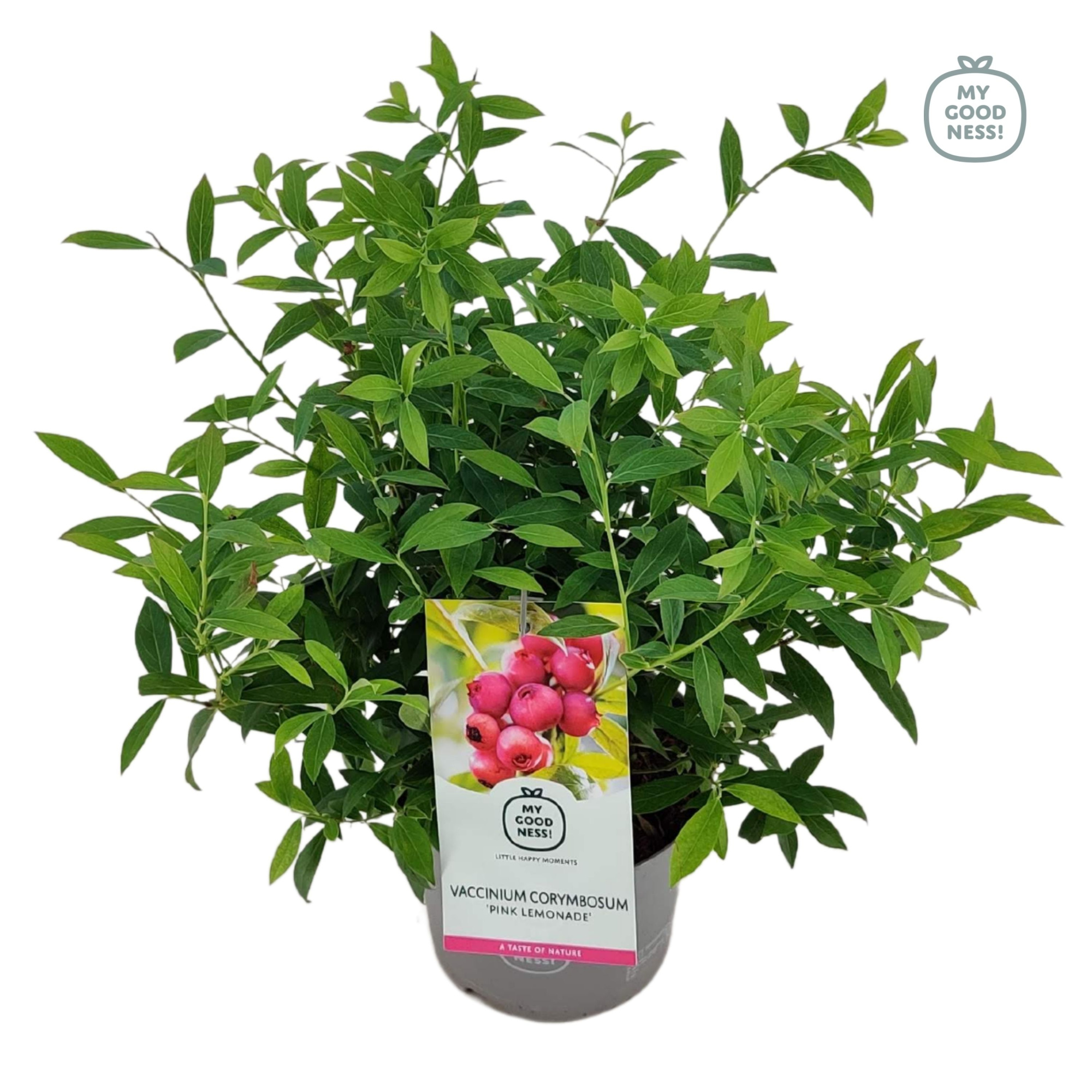 Vaccinium 20cm /2 liter 'Pink Lemonade', D 17