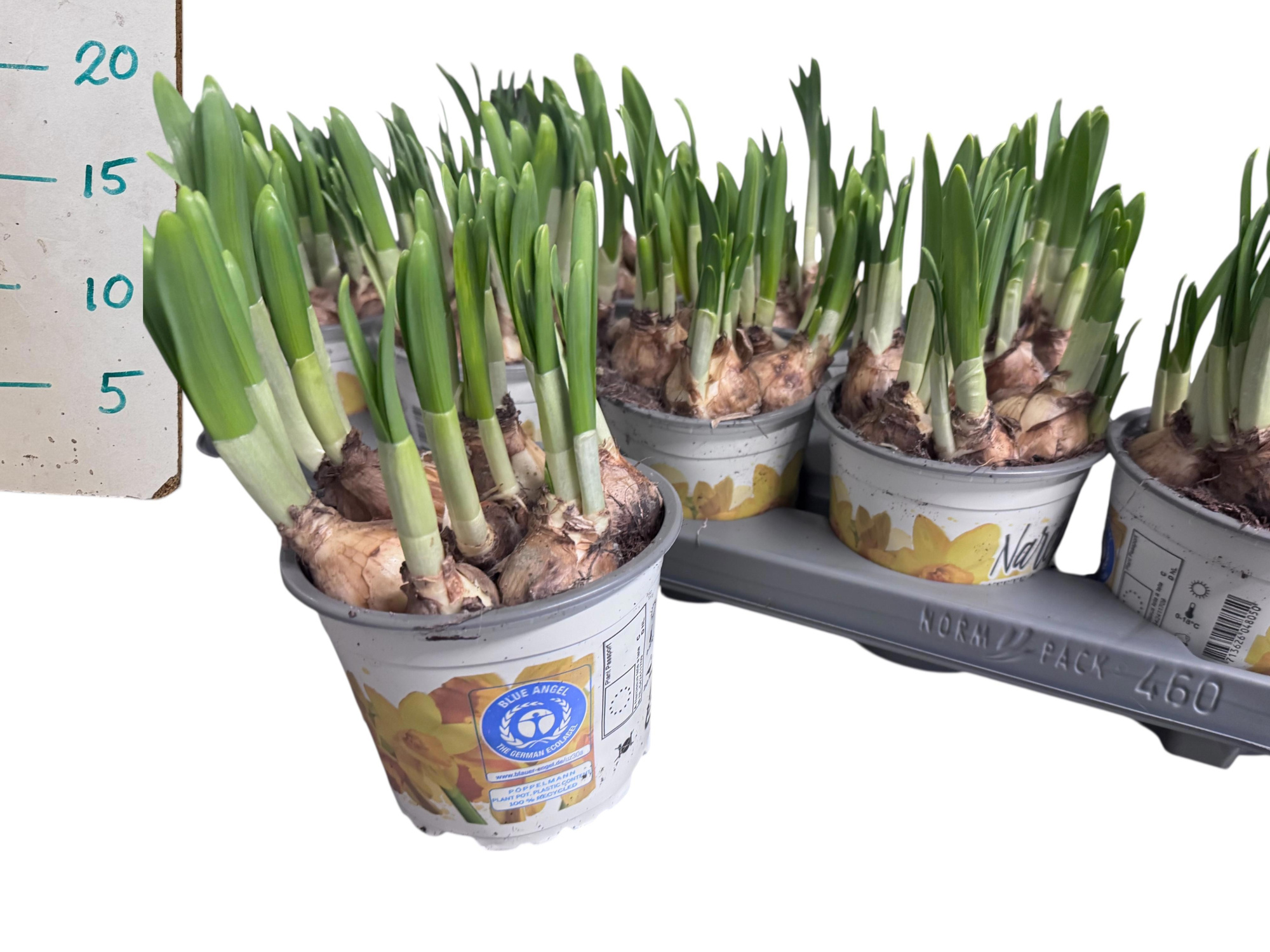 Narcissus (Other Grp) 'Tête-à-Tête', D 12 cm