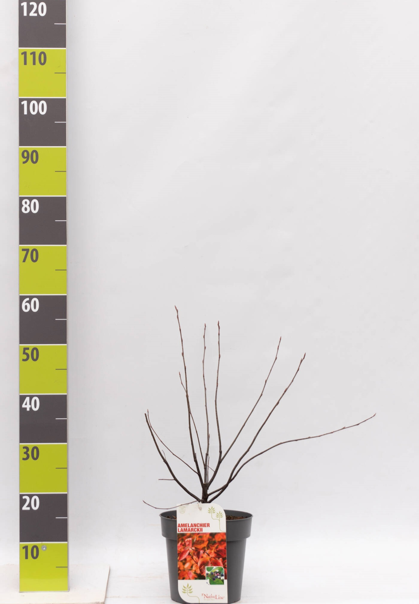 Amelanchier lamarkii C 3, D 19