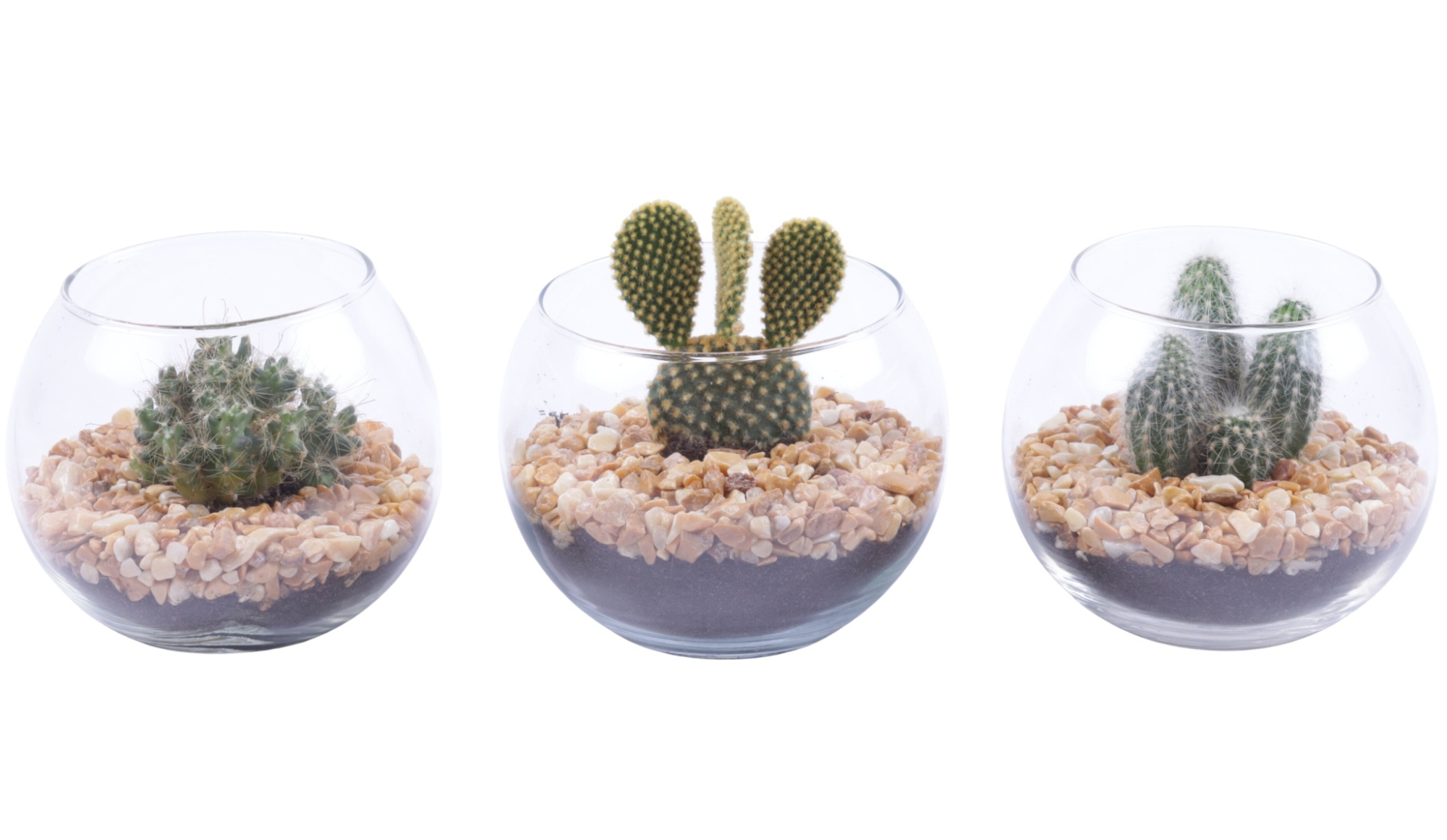 Yearround Arr. Cactus Glass Fishbowl Ø12cm 1PP, D 12