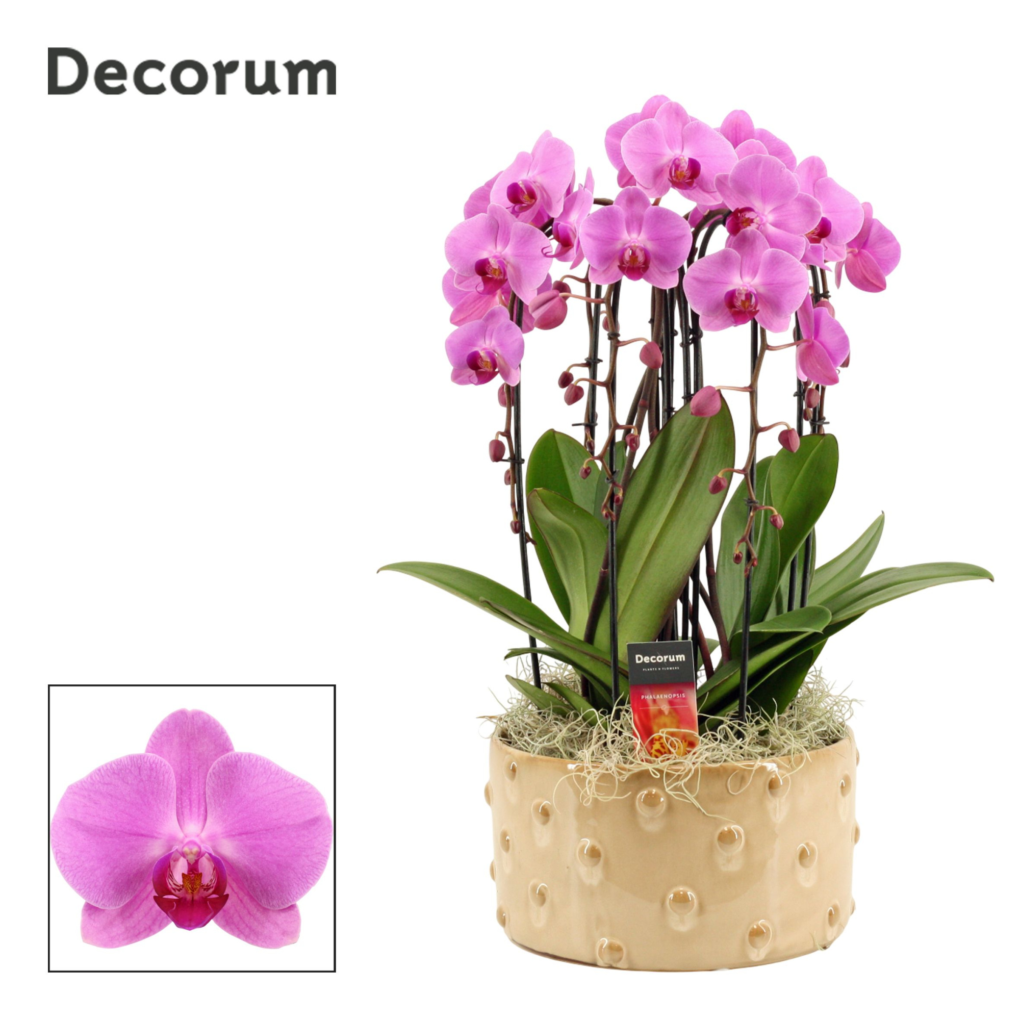 Belle cascade 6 tak symphony pink (Deco-collection), D 27