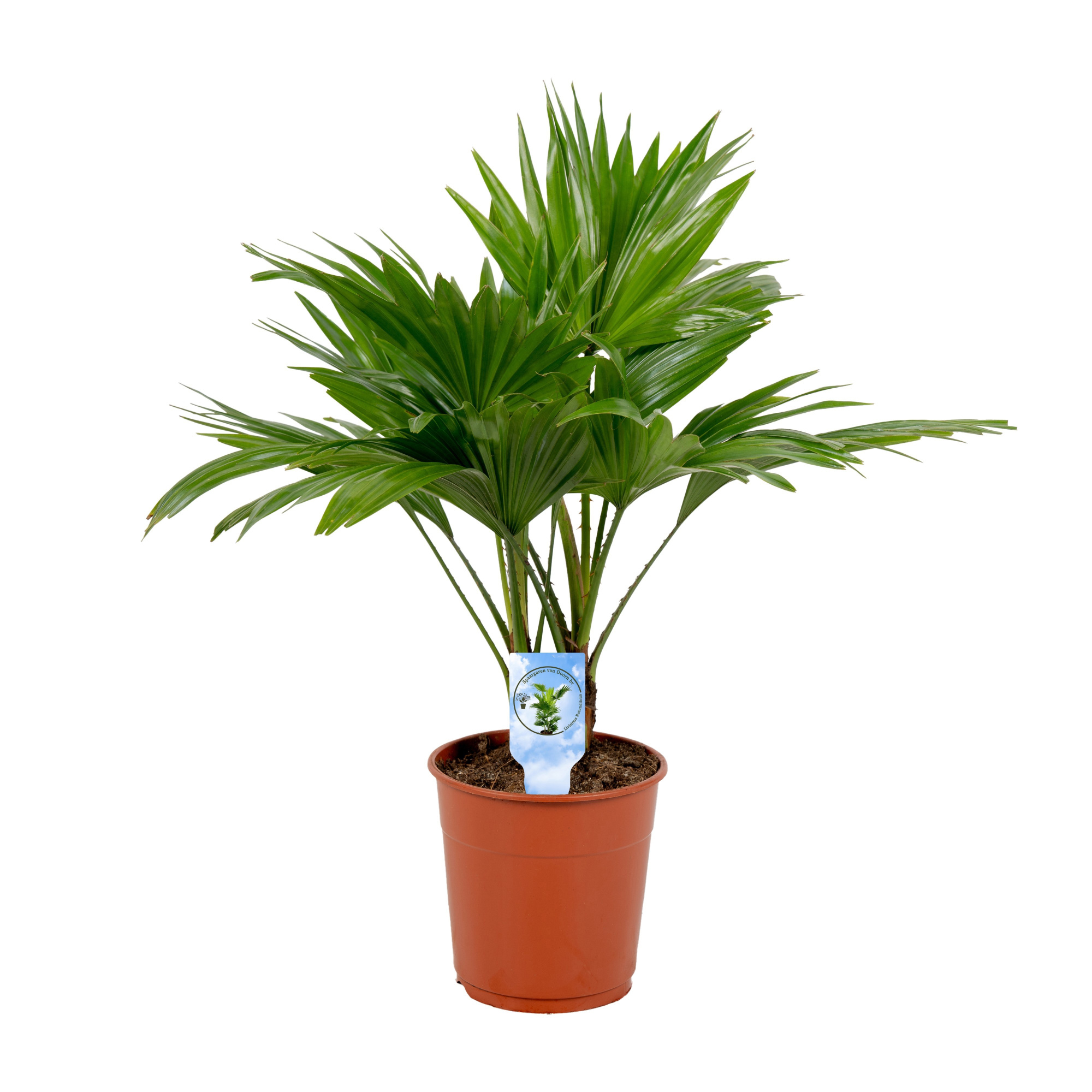 Livistona rotundifolia, D 12