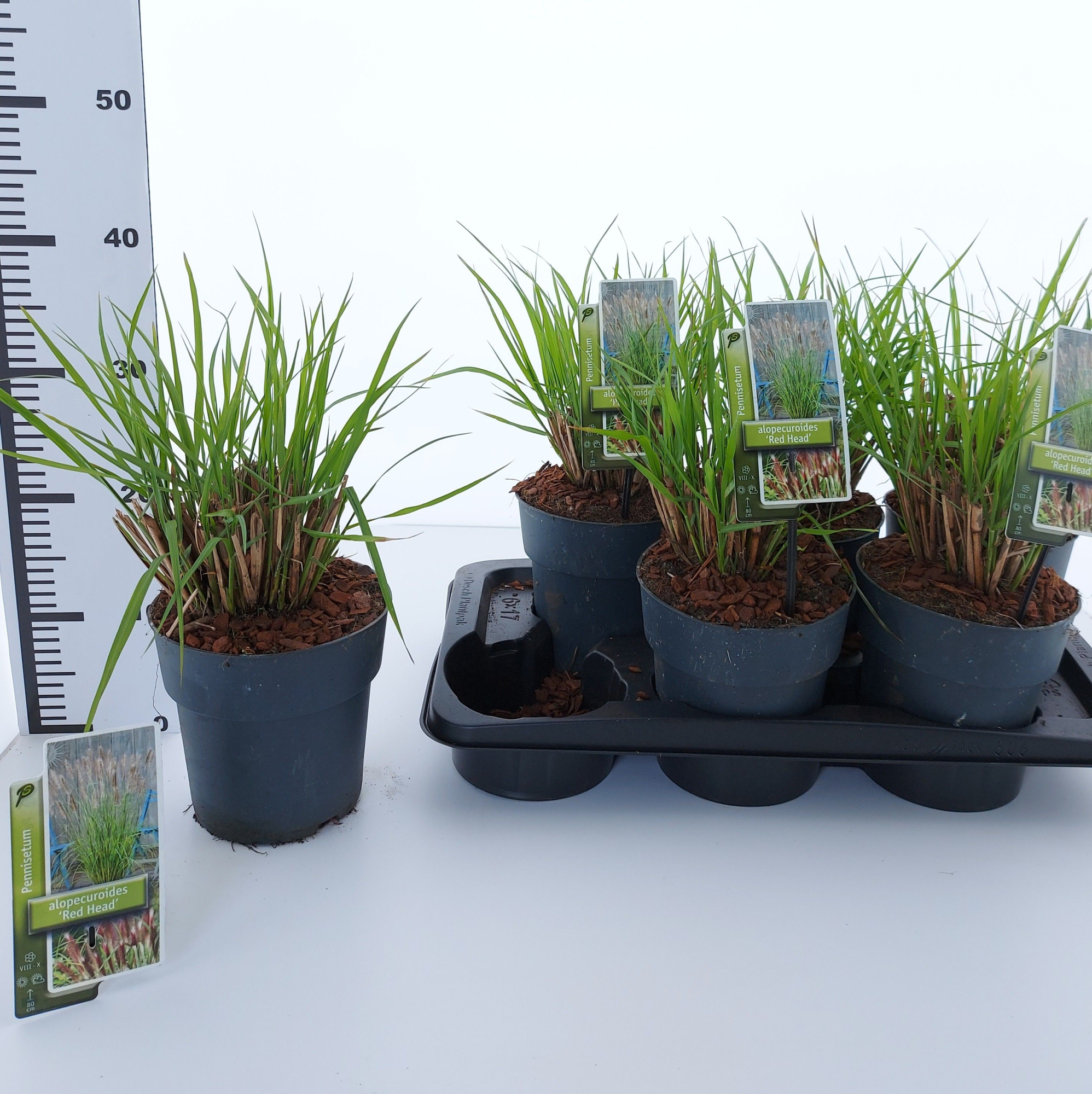 Pennisetum alopecuroides 'Red Head', D 17