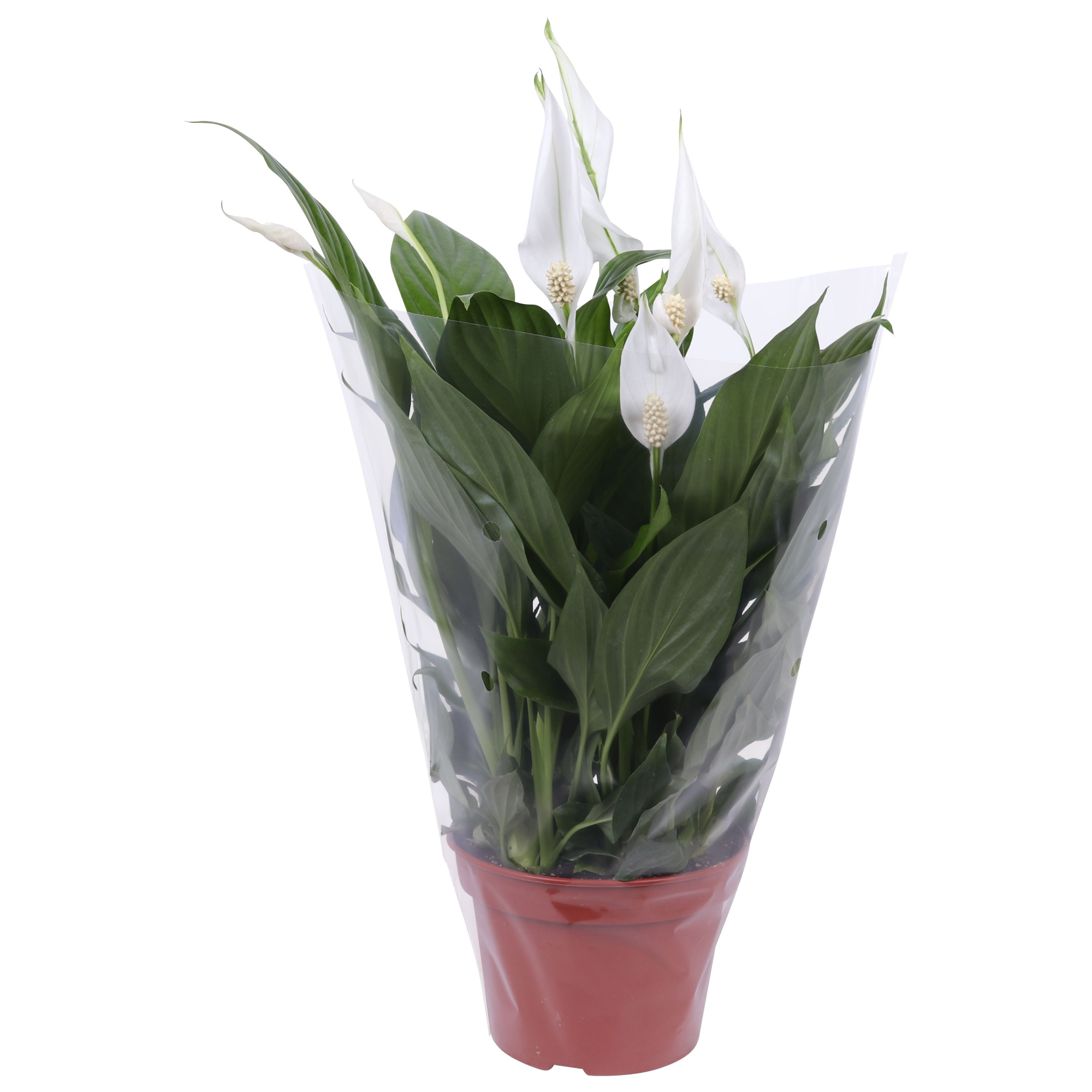 Spathiphyllum Pearl Cupido 15cm in blanco hoes, D 15