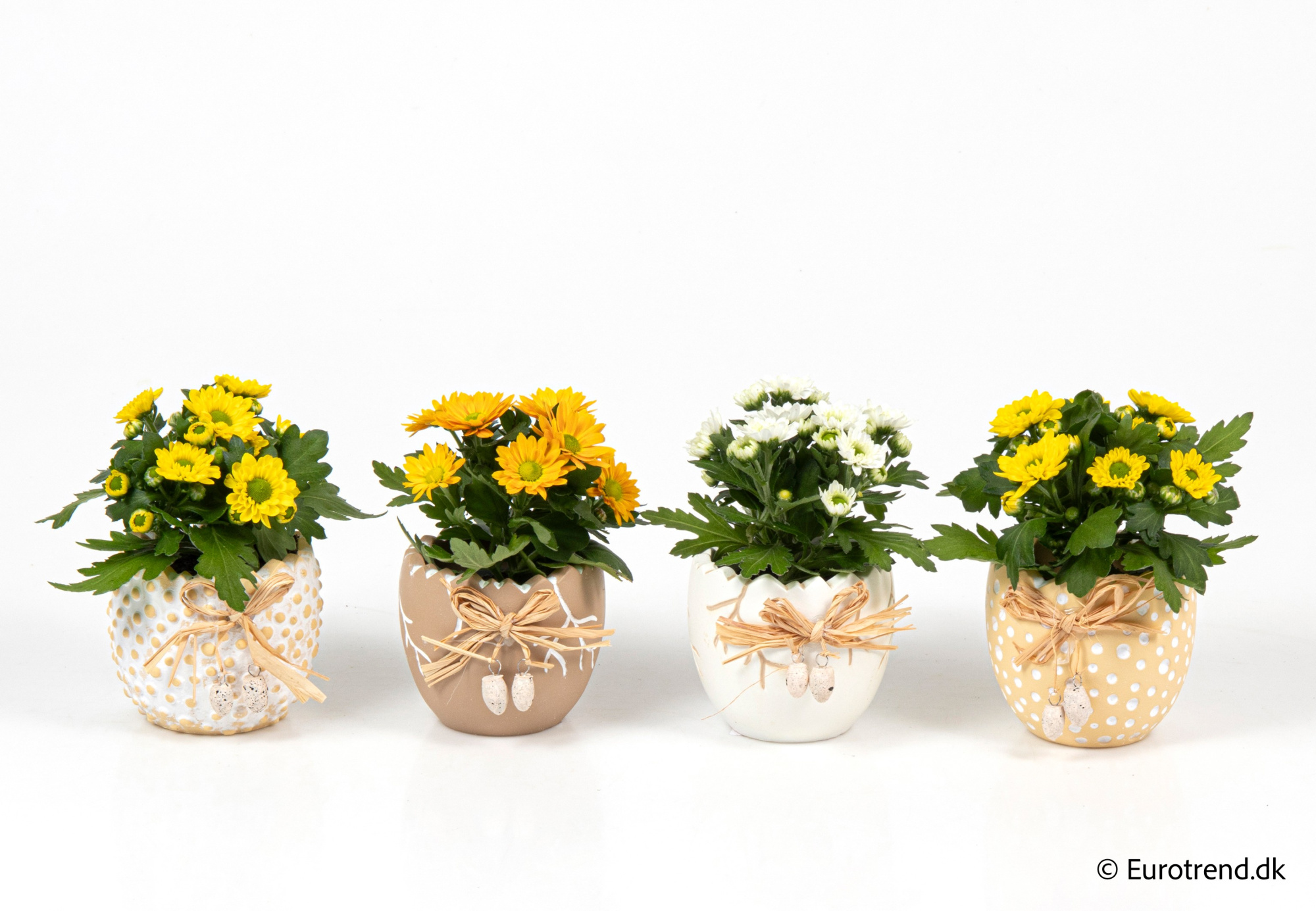 Chrysanthemum in Easter ceramic 2026, D 6