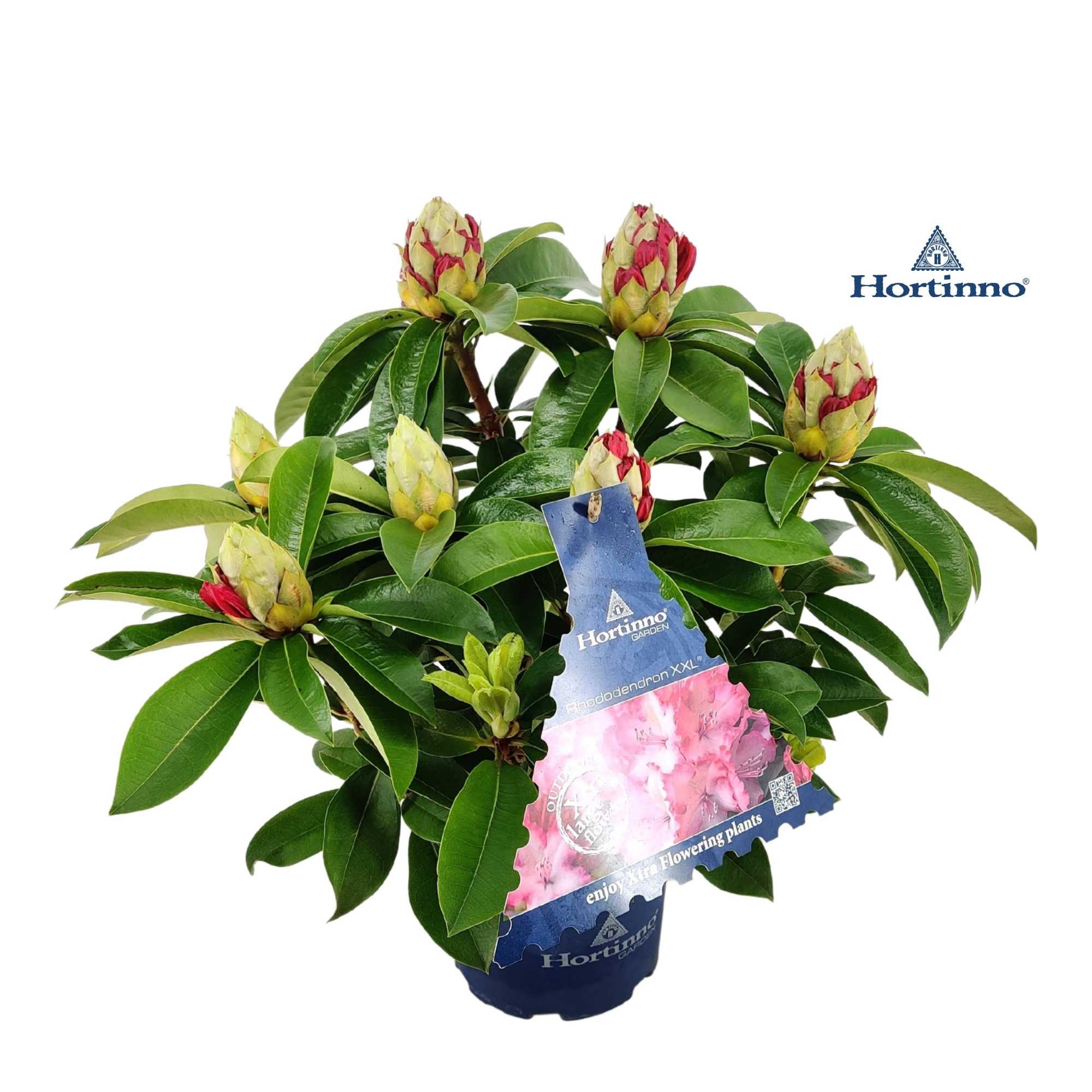 Rhododendron 40cm /3 liter 'XXL' kleurtonend, D 19