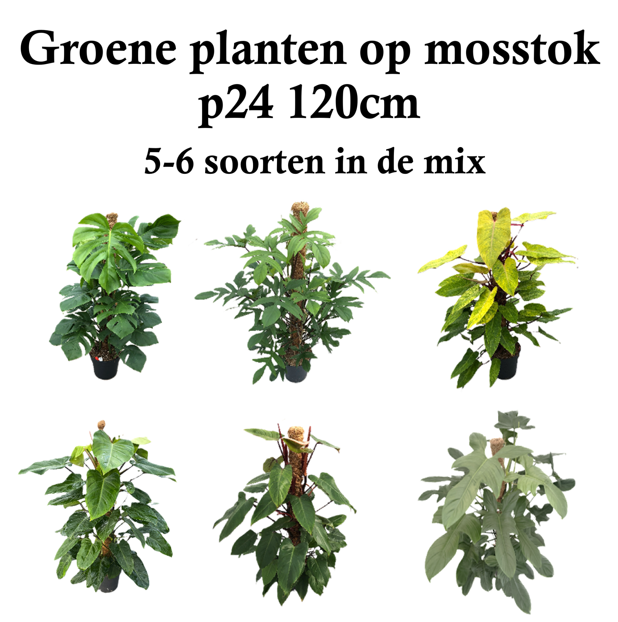 Groene planten op mosstok mix 120cm, D 24