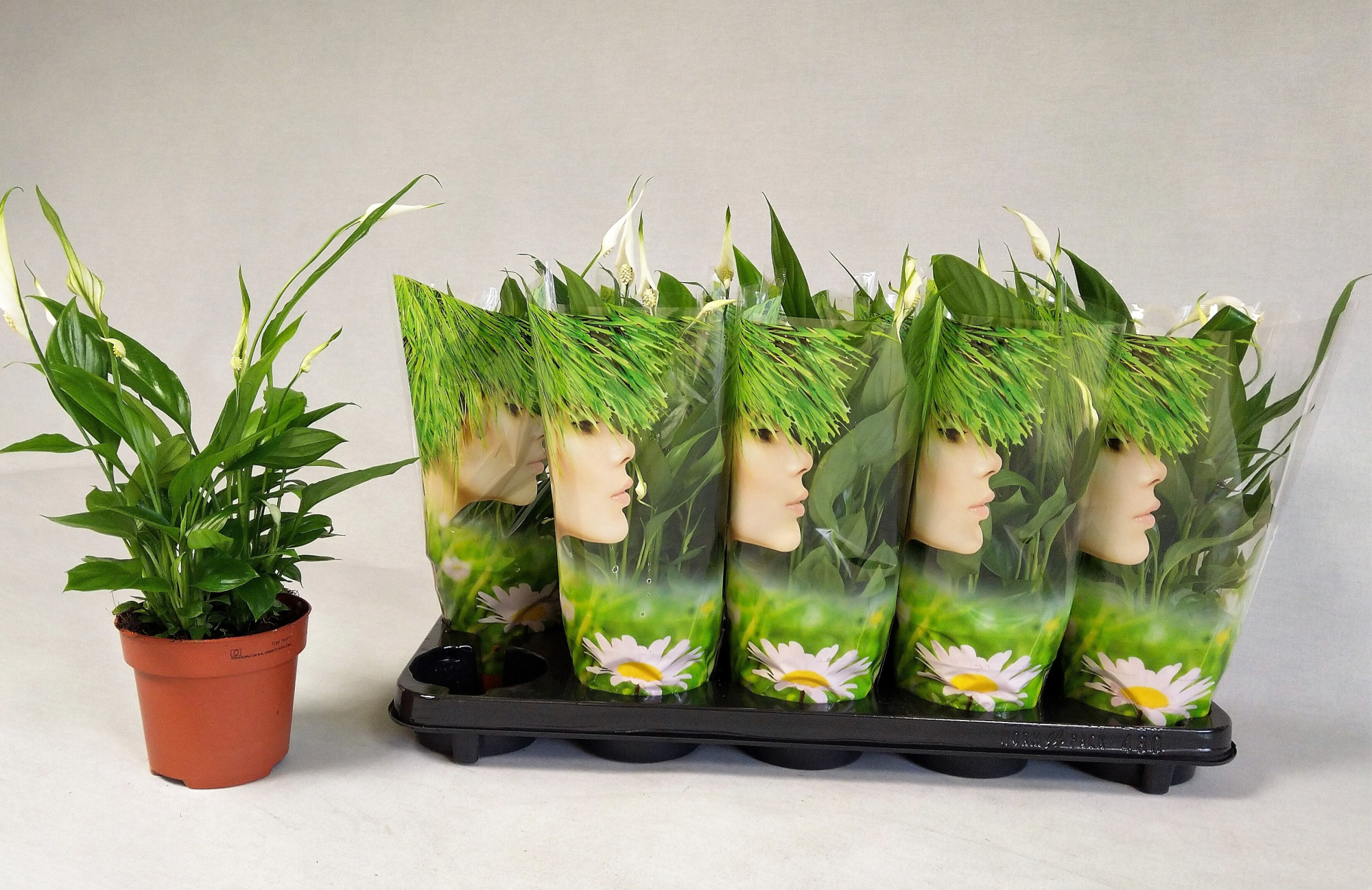 Spathiphyllum 'Alana', D 12 cm