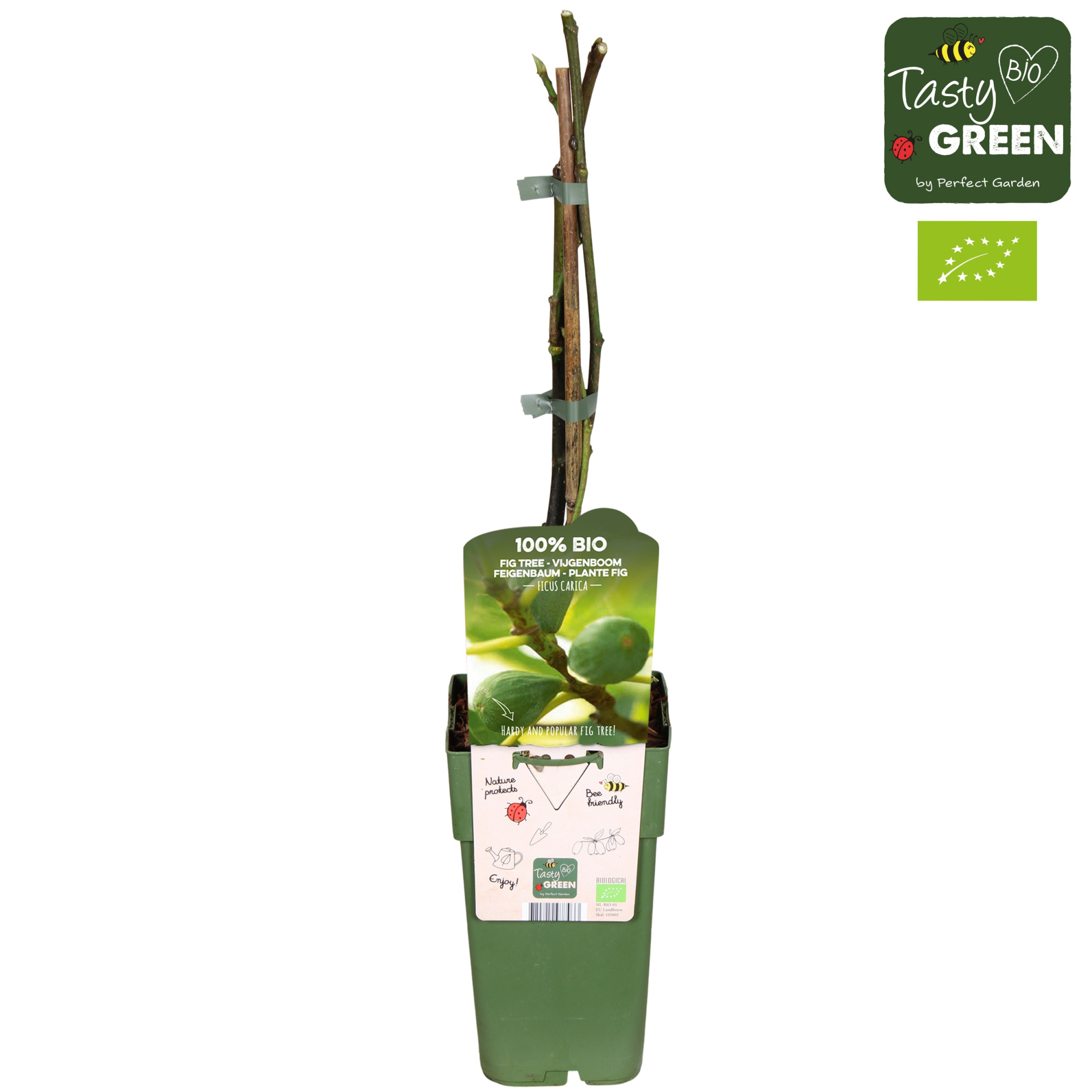 Ficus carica 'Brown Turkey' Bio P15, D 15