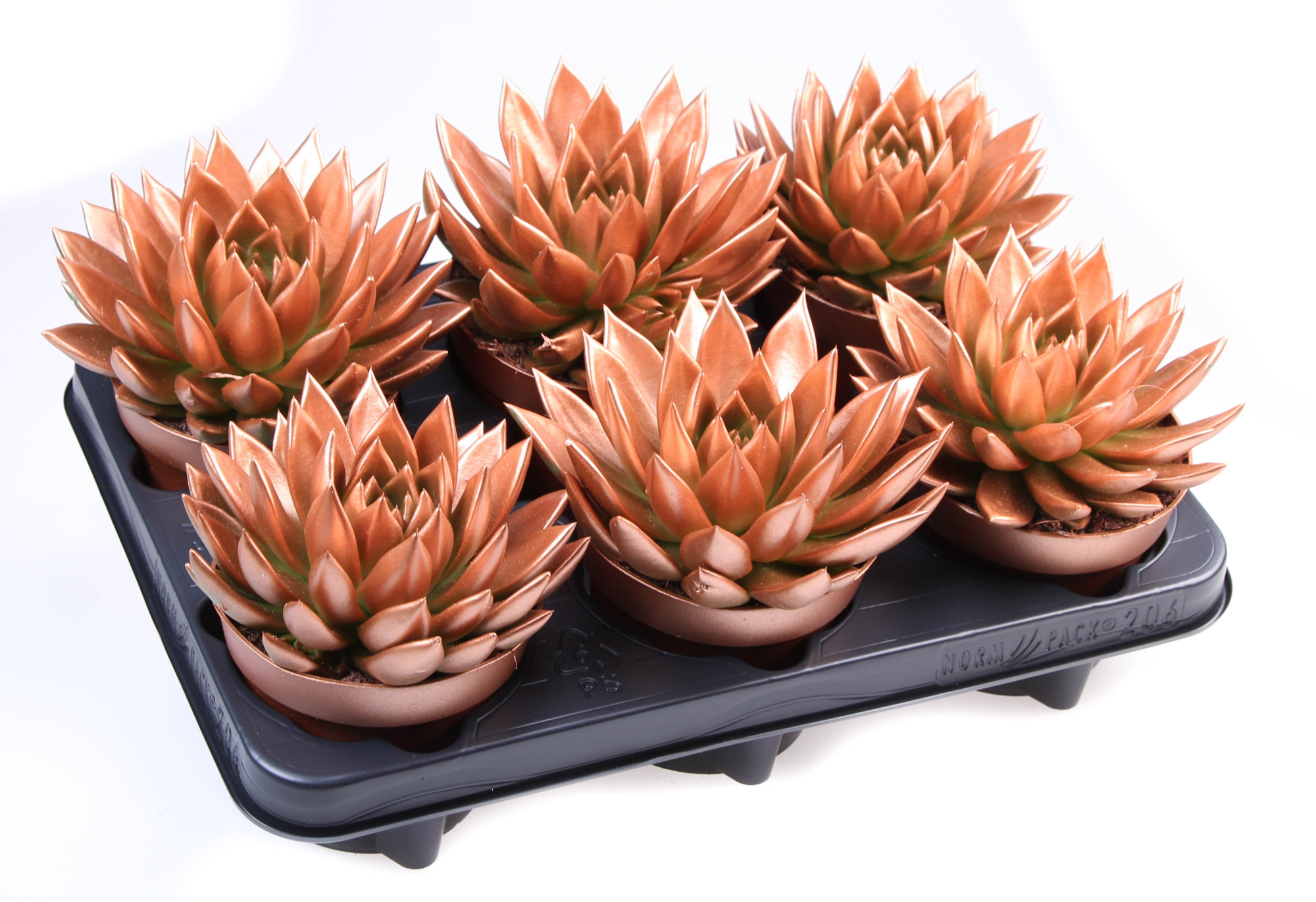 Rainbow bronze, D 12