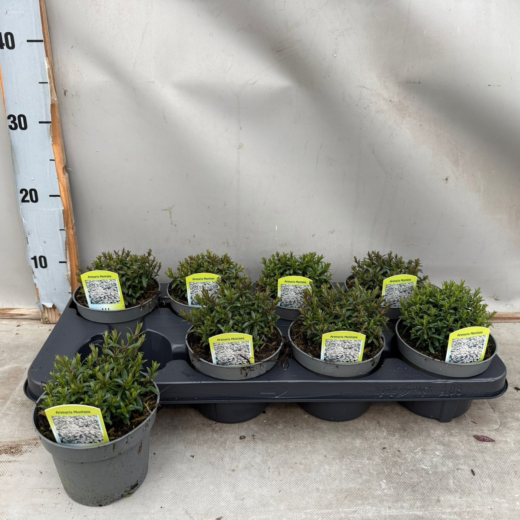 Arenaria montana, D 12