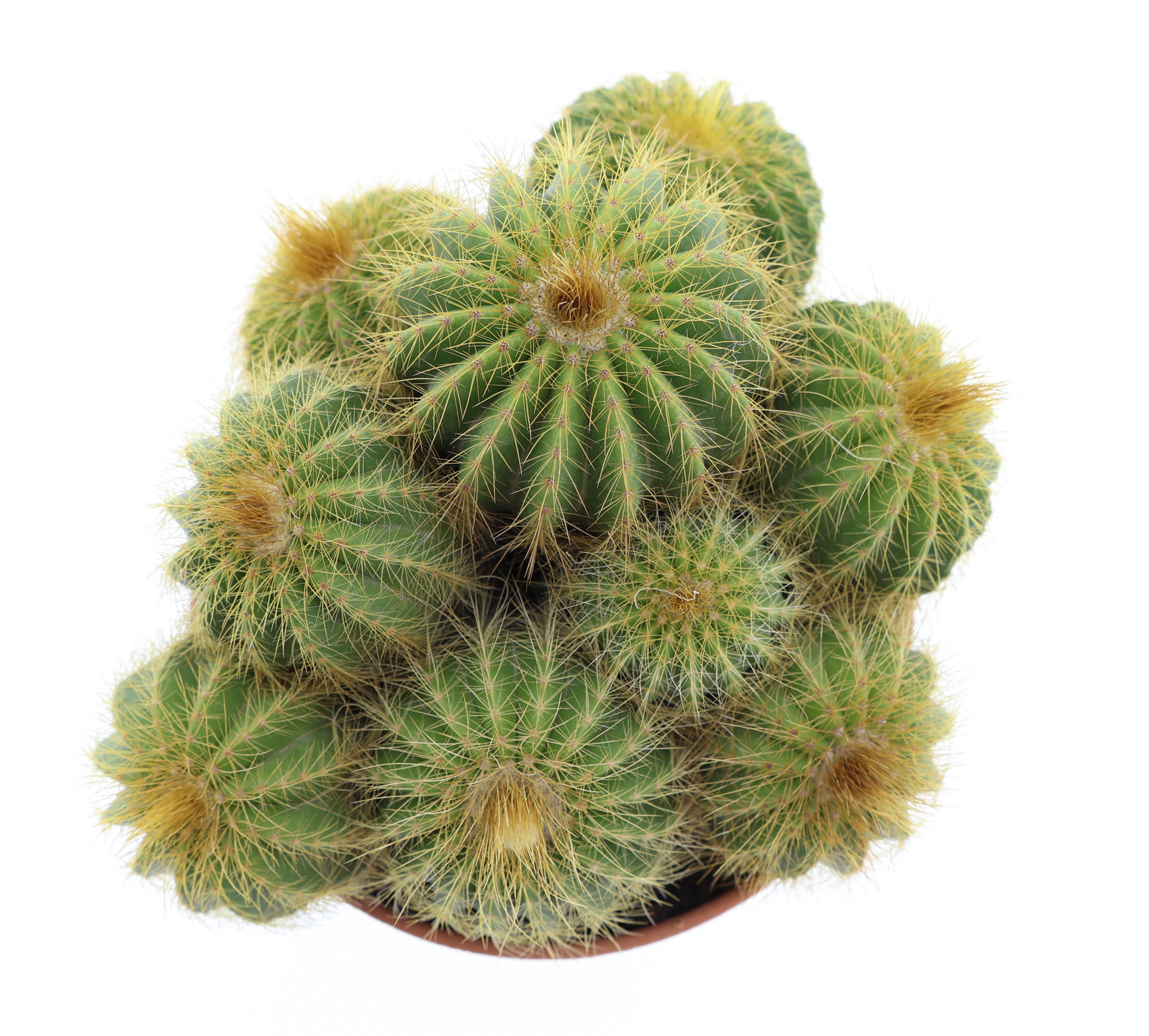 Notocactus Warassi, D 17