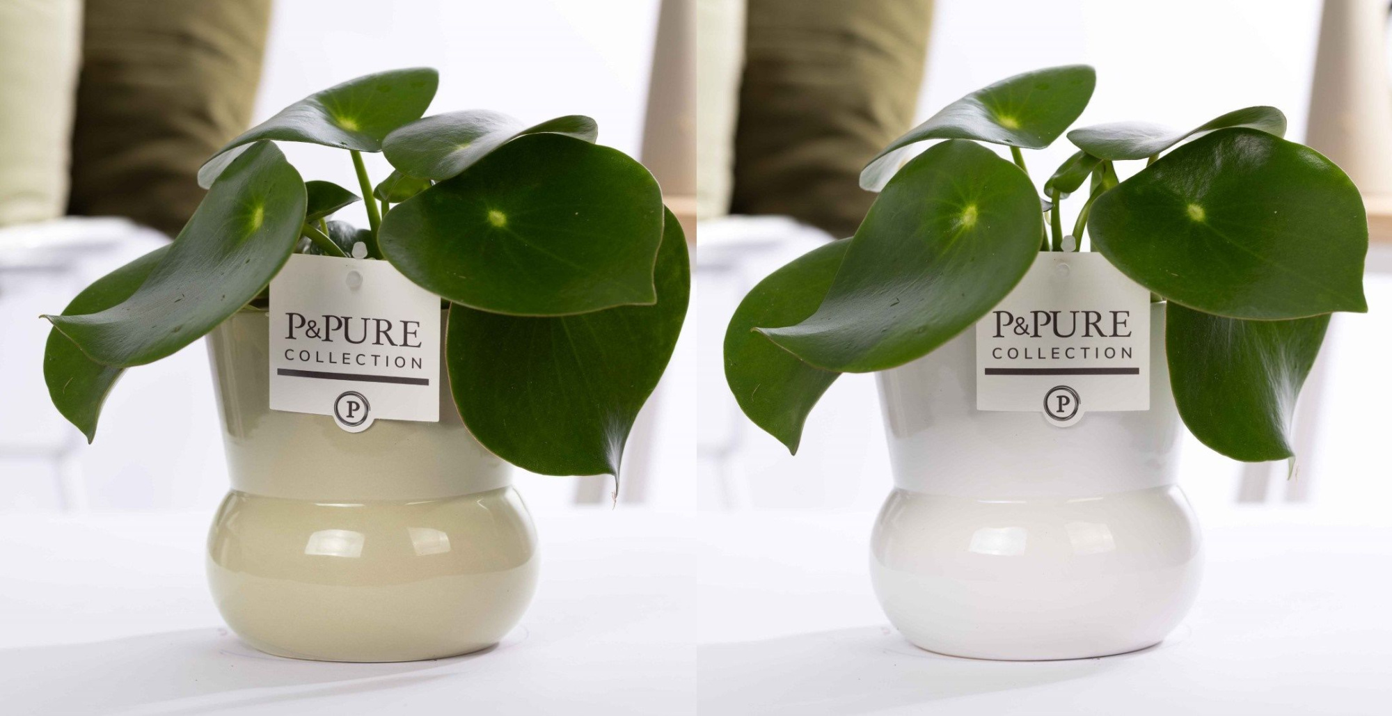 Peperomia Raindrop in P&PURE Plant Vase Maxima ass. 2, D 12
