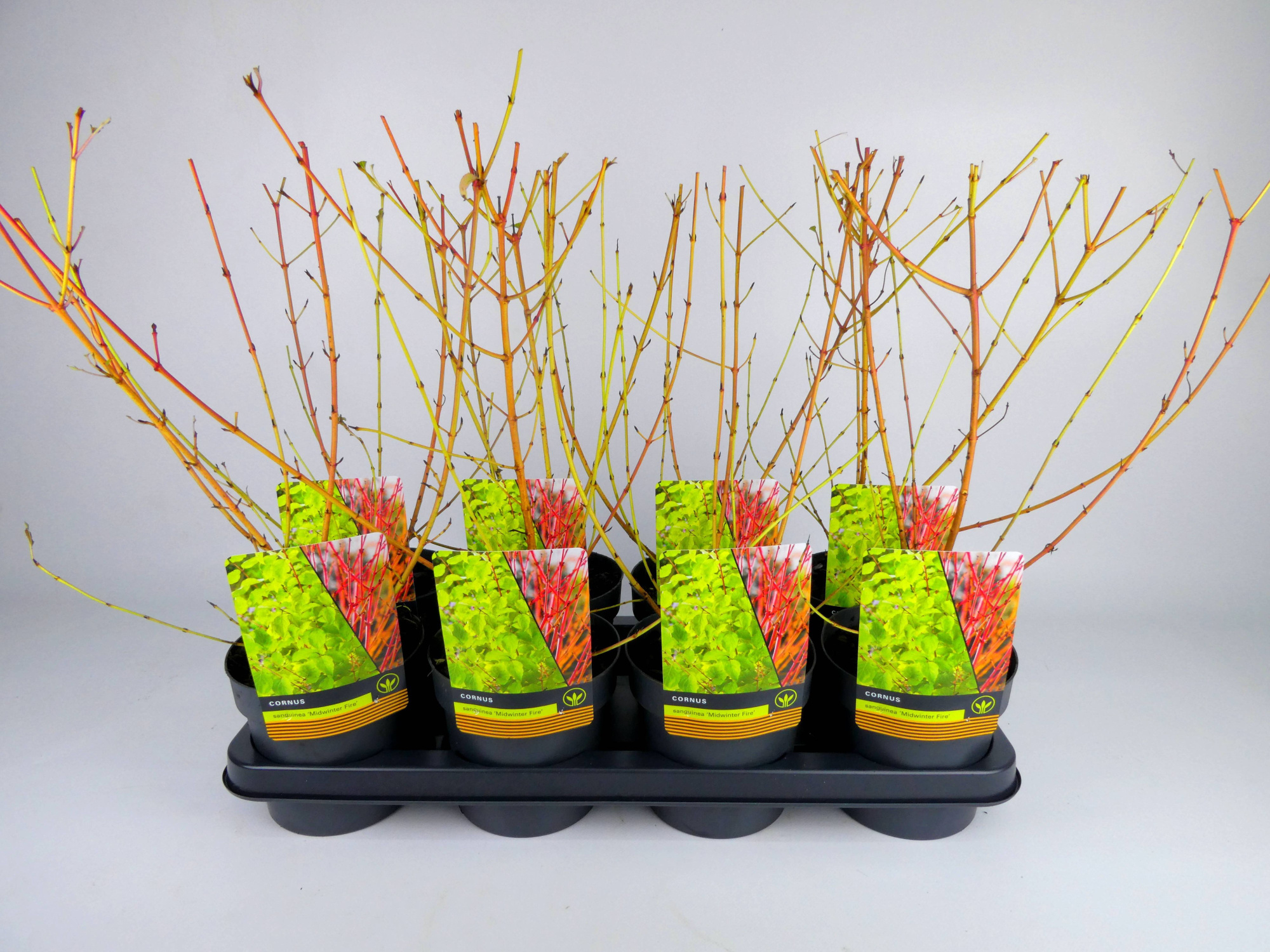 Cornus 'Midwinter Fire', D 14