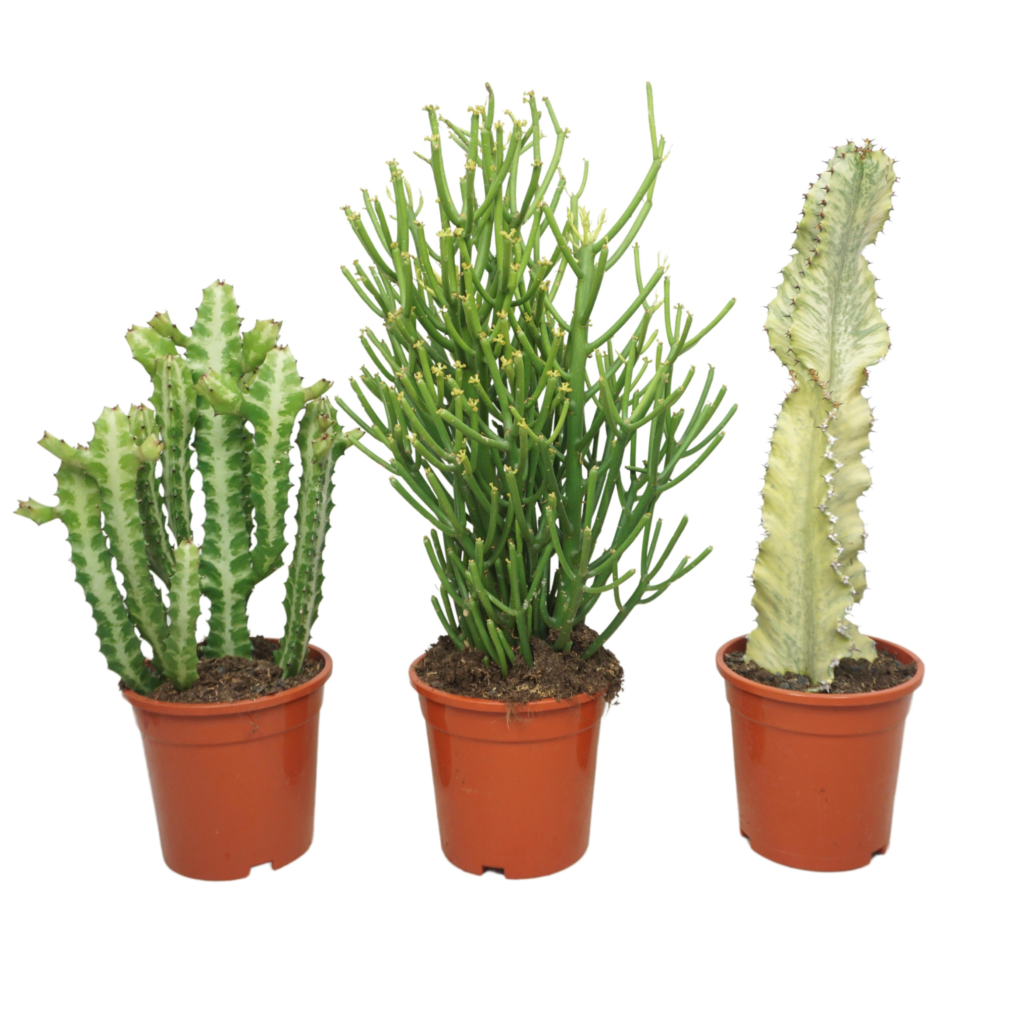 Euphorbia mix 17 cm, D 17